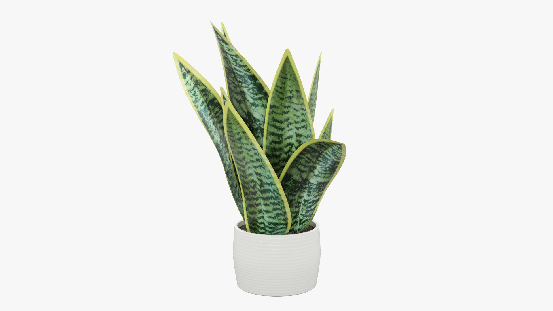 Sansevieria Pot Plant Low-poly 3D model_23