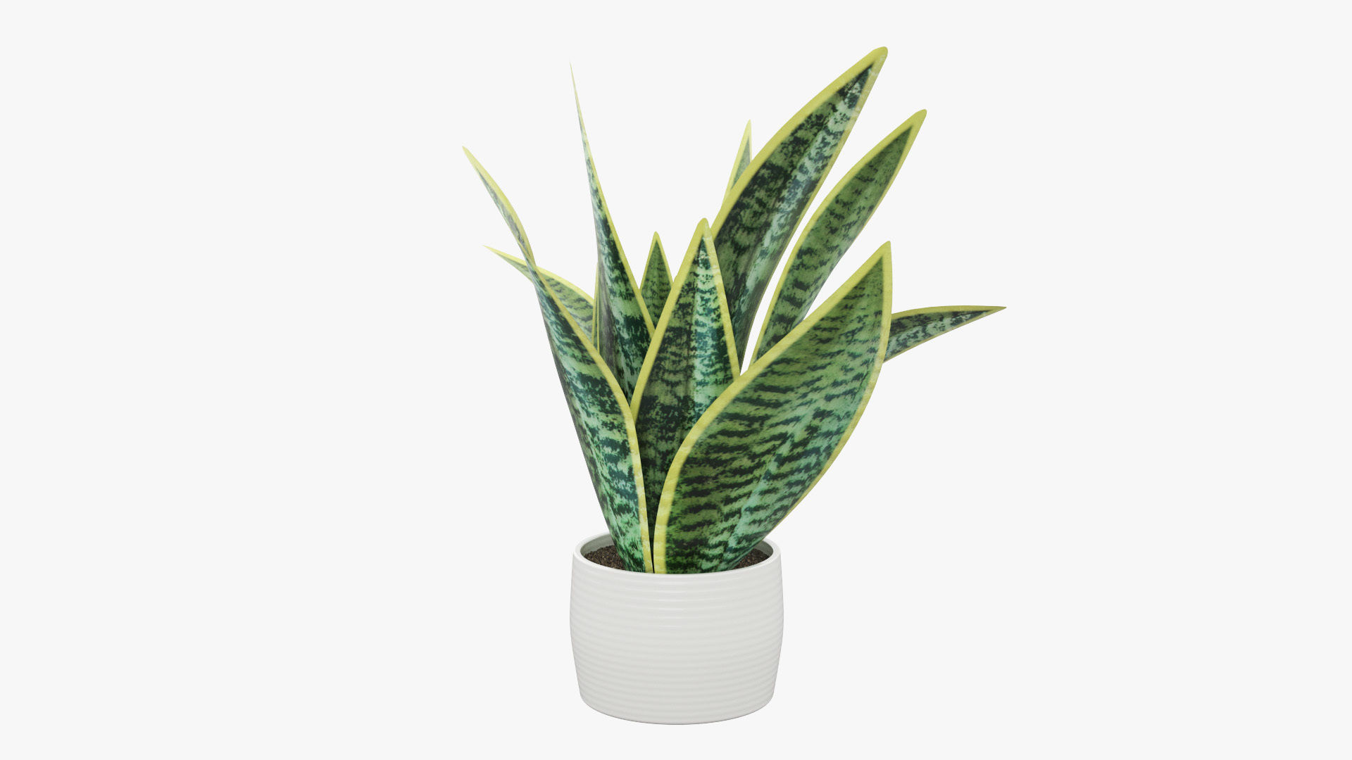 Sansevieria Pot Plant Low-poly 3D model_25