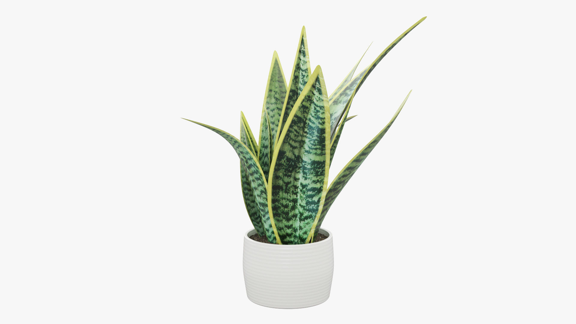 Sansevieria Pot Plant Low-poly 3D model_27