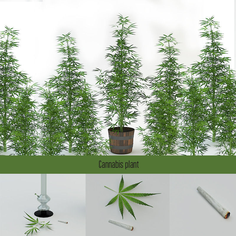 Cannabis Sativa Low-poly 3D model