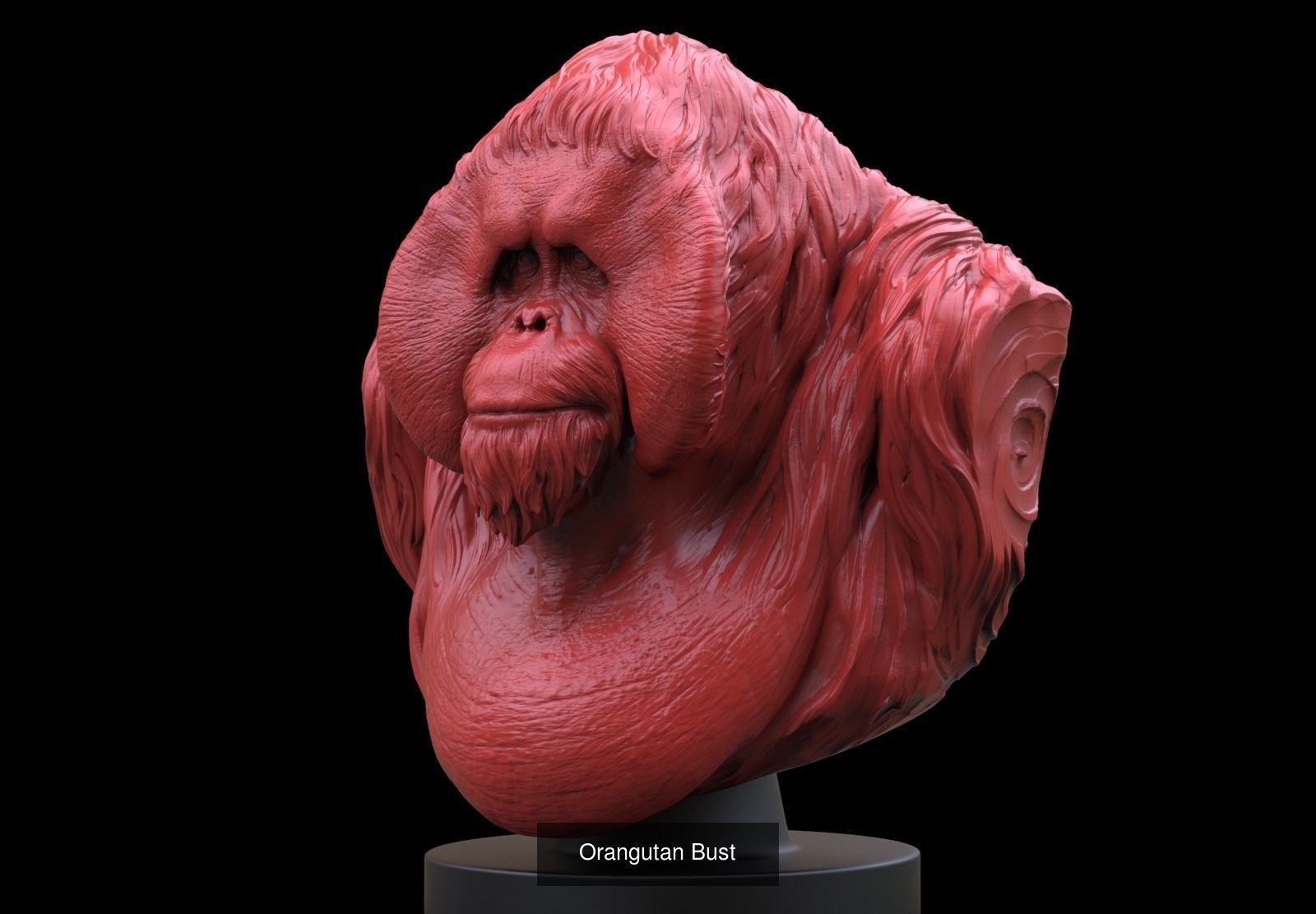 Animal Pack 3D Model Collection_7