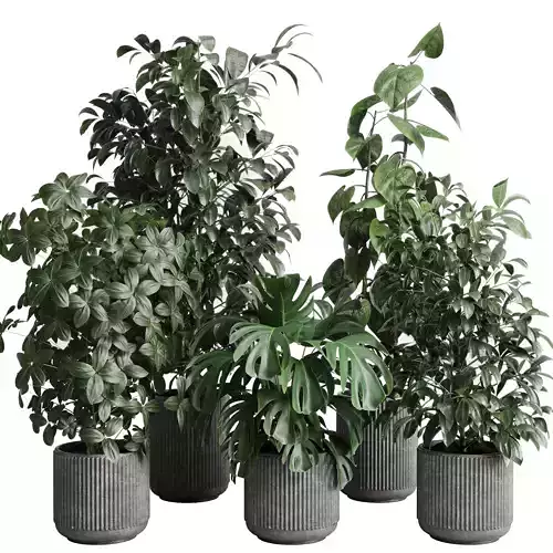 Collection indoor pot plant ficus rubbery monstera concrete dirt