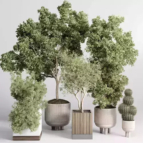 Collection indoor outdoor  plant tree vase dirty concrete