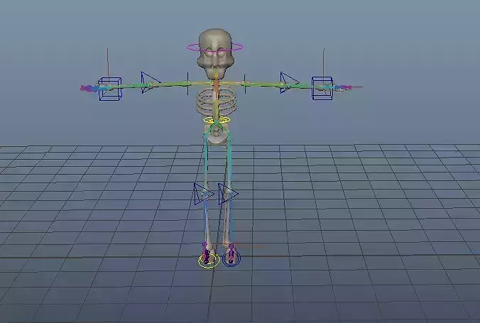 3d skeleton with arms and legs