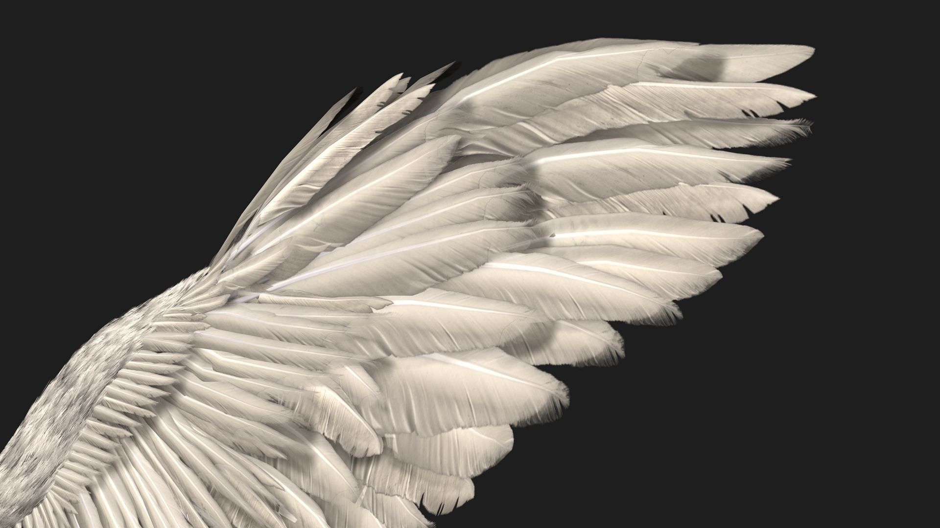 Angel Wings 3D model_5