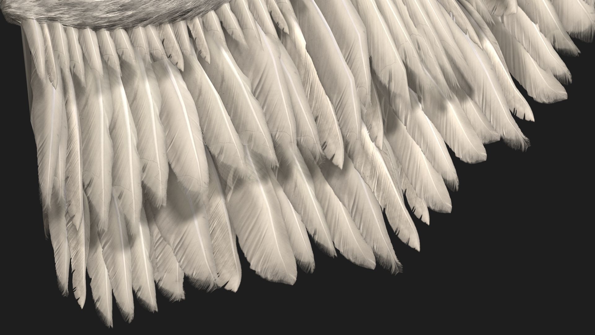 Angel Wings 3D model_4