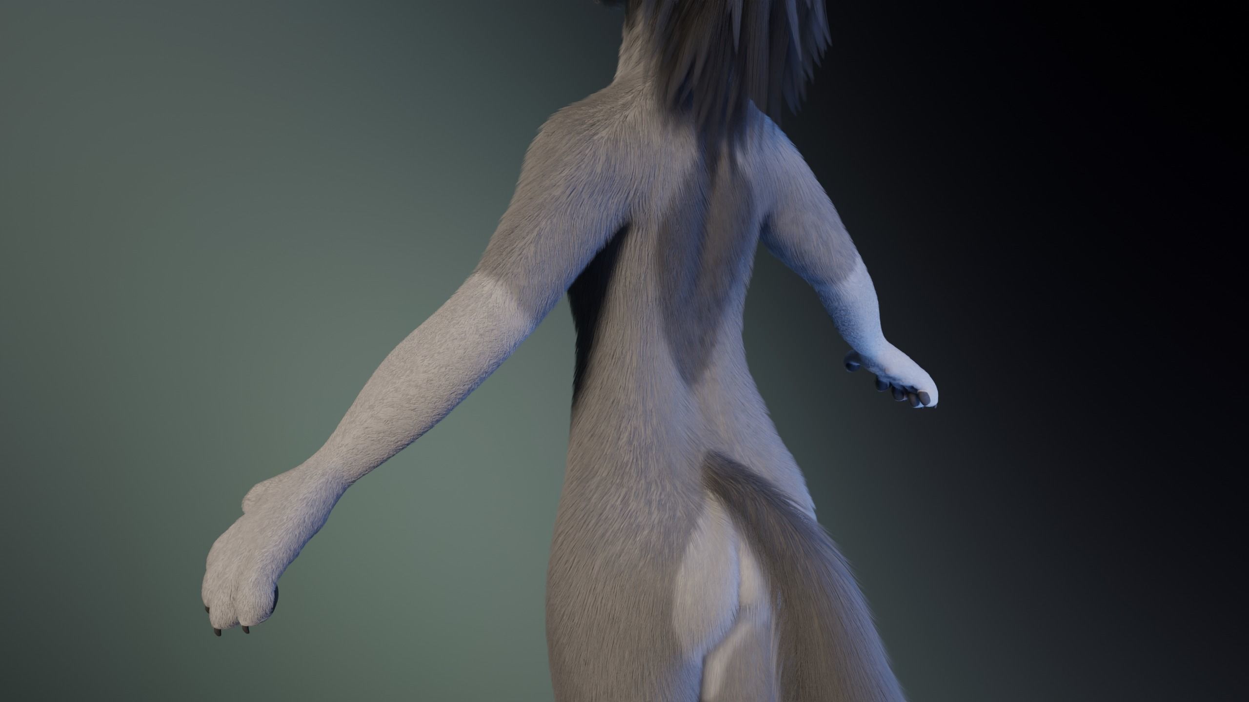 Eva Anthro wolf 3D model_8