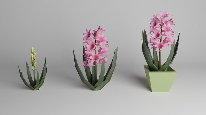 Garden flower Hyacinth  Low-poly 3D model