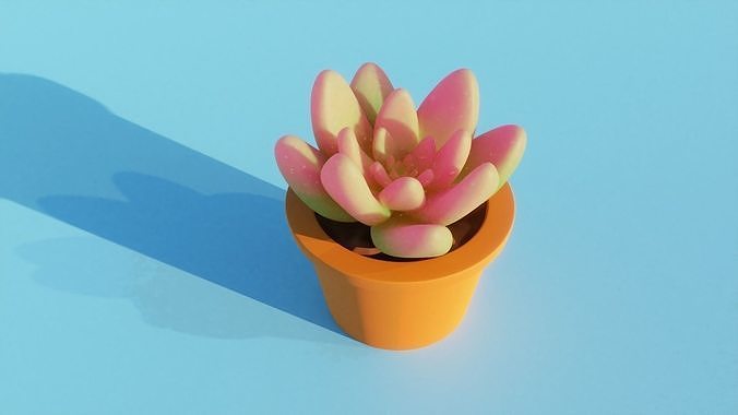 Succulent plant in pot 3D model