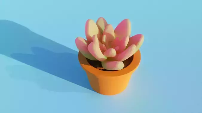 Succulent plant in pot
