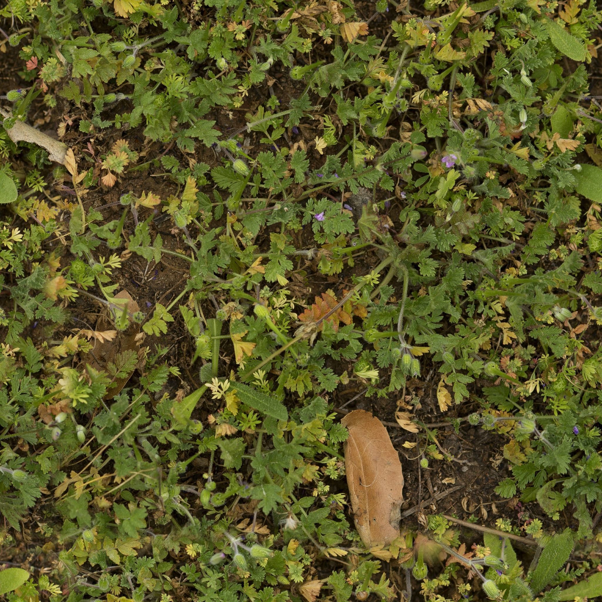 Low Vegetation 9 Texture_3