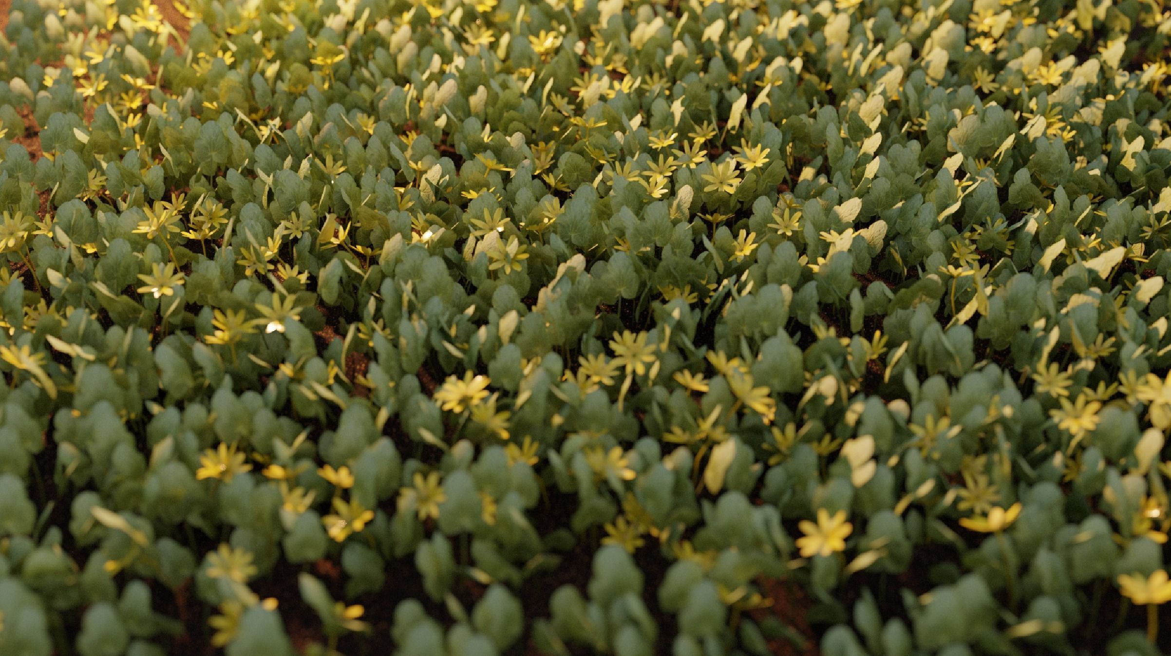 Fig Buttercup Spring Flower Low-poly 3D model_9