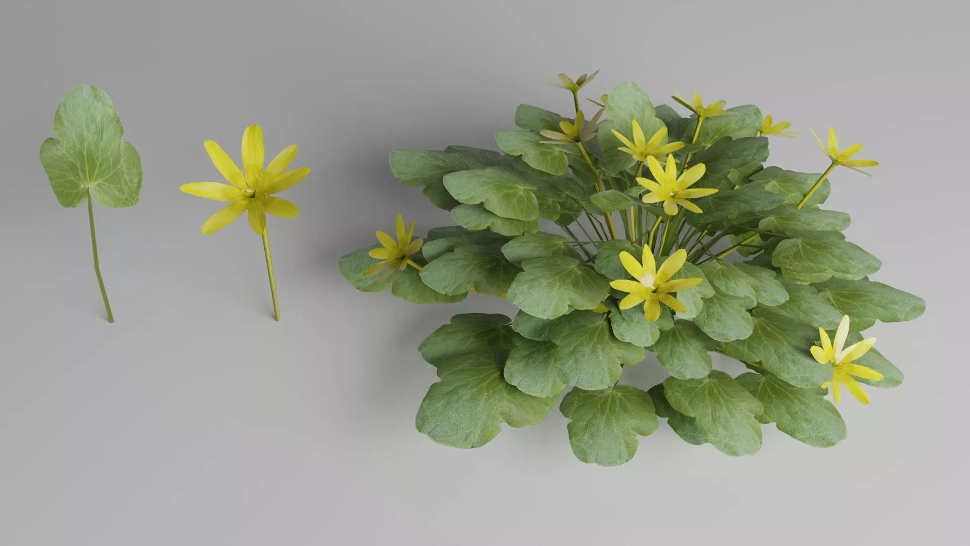 Fig Buttercup Spring Flower Low-poly 3D model_0