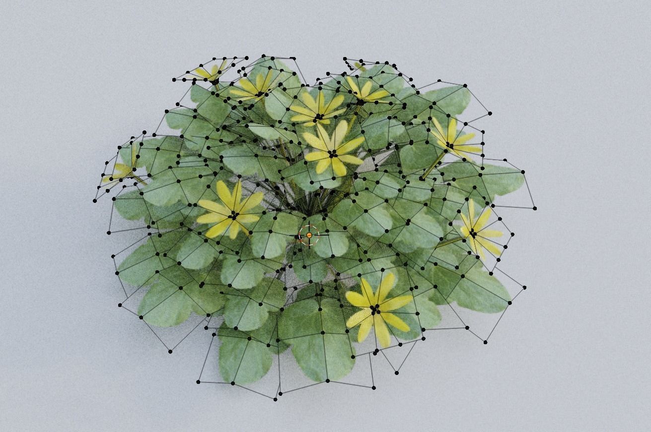 Fig Buttercup Spring Flower Low-poly 3D model_4
