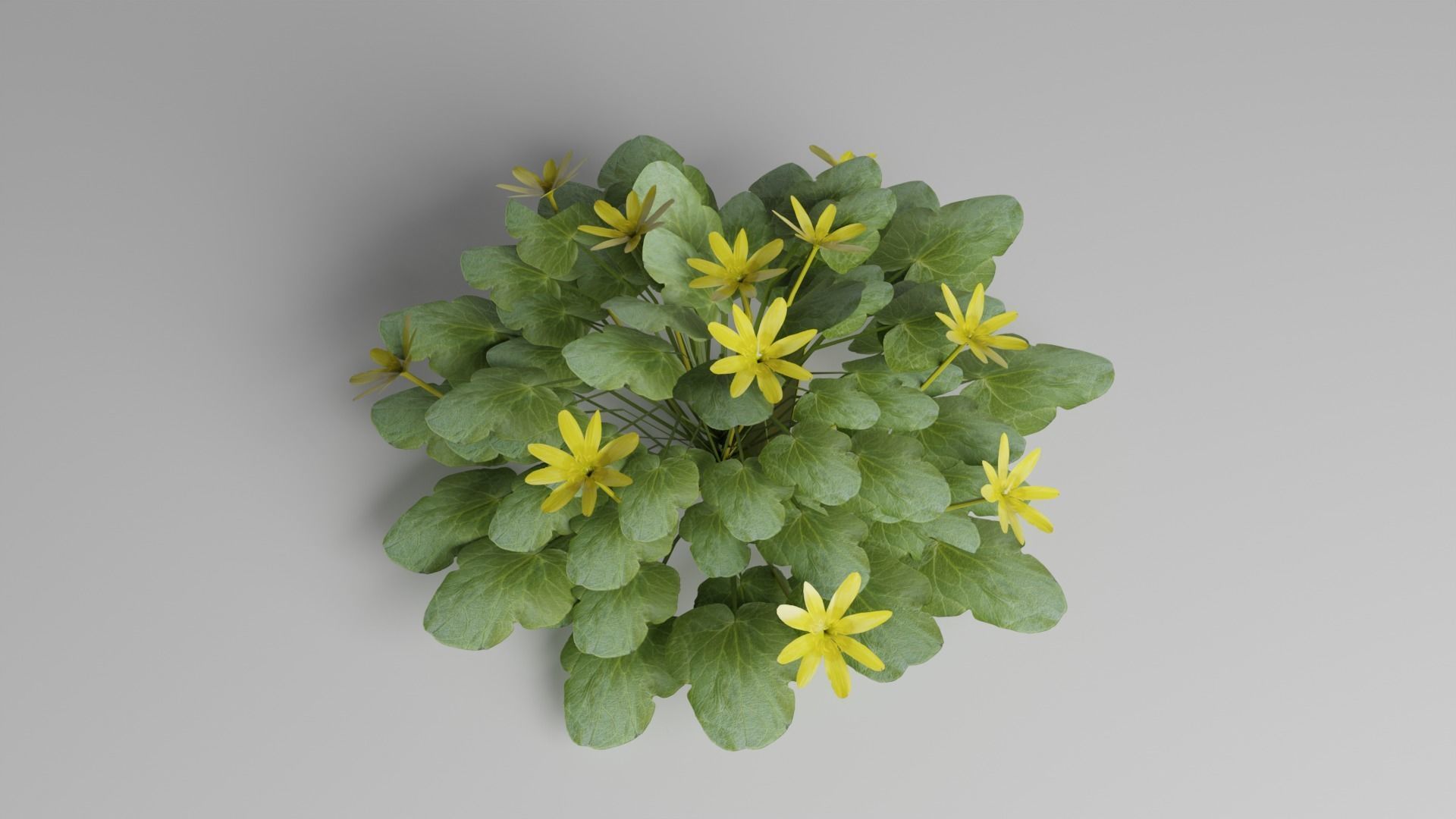 Fig Buttercup Spring Flower Low-poly 3D model_3