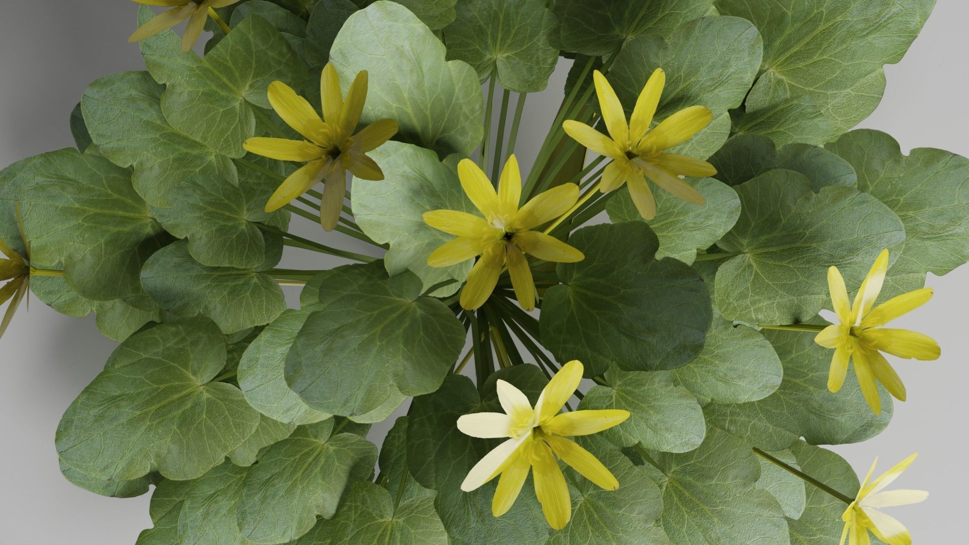 Fig Buttercup Spring Flower Low-poly 3D model_6