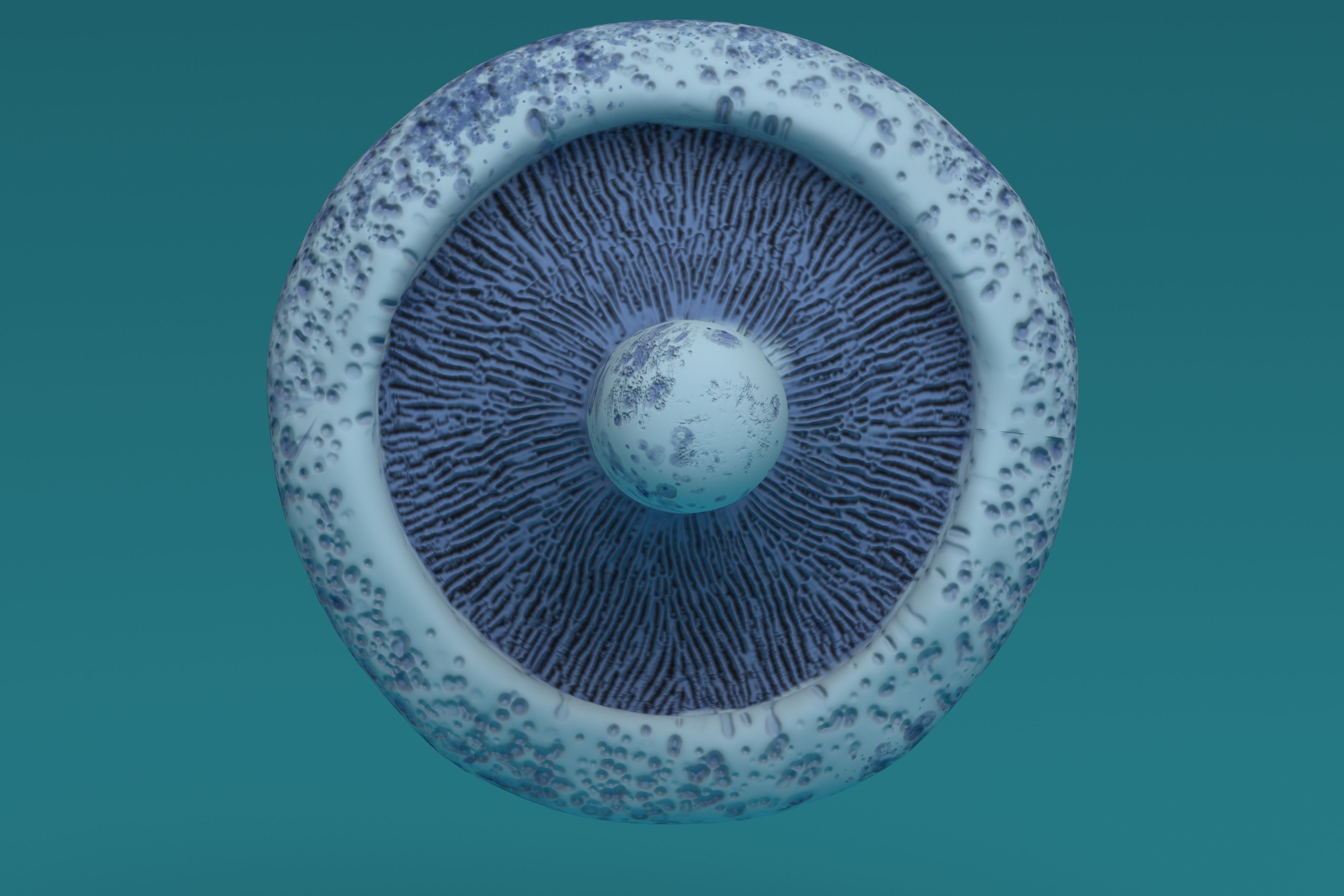 Mushroom Lactarius Indigo 3D model_2
