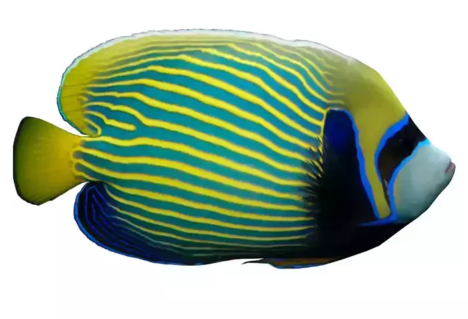 Emperor Angelfish 3D model
