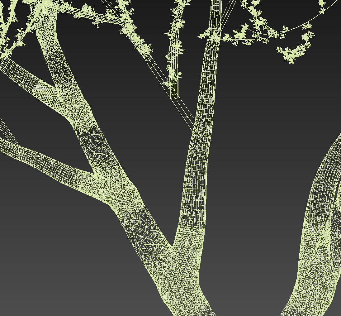 Palo Verde Parkinsonia florida 3D model_4