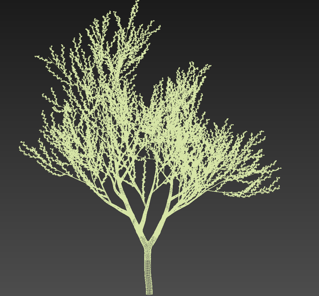 Palo Verde Parkinsonia florida 3D model_3