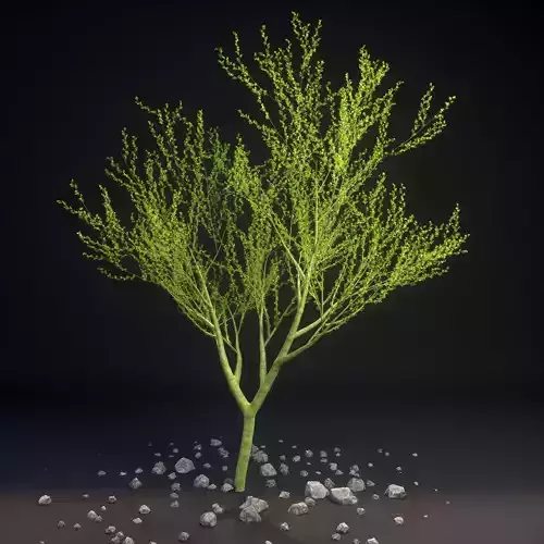 Palo Verde Parkinsonia florida 3D model