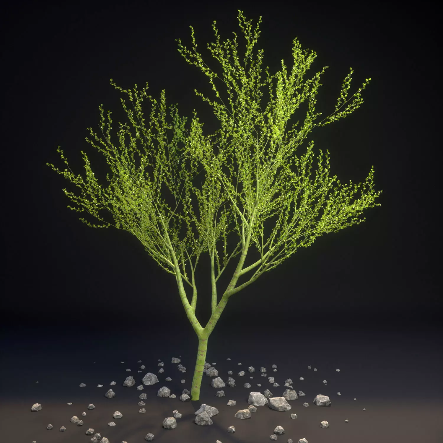 Palo Verde Parkinsonia florida 3D model_0