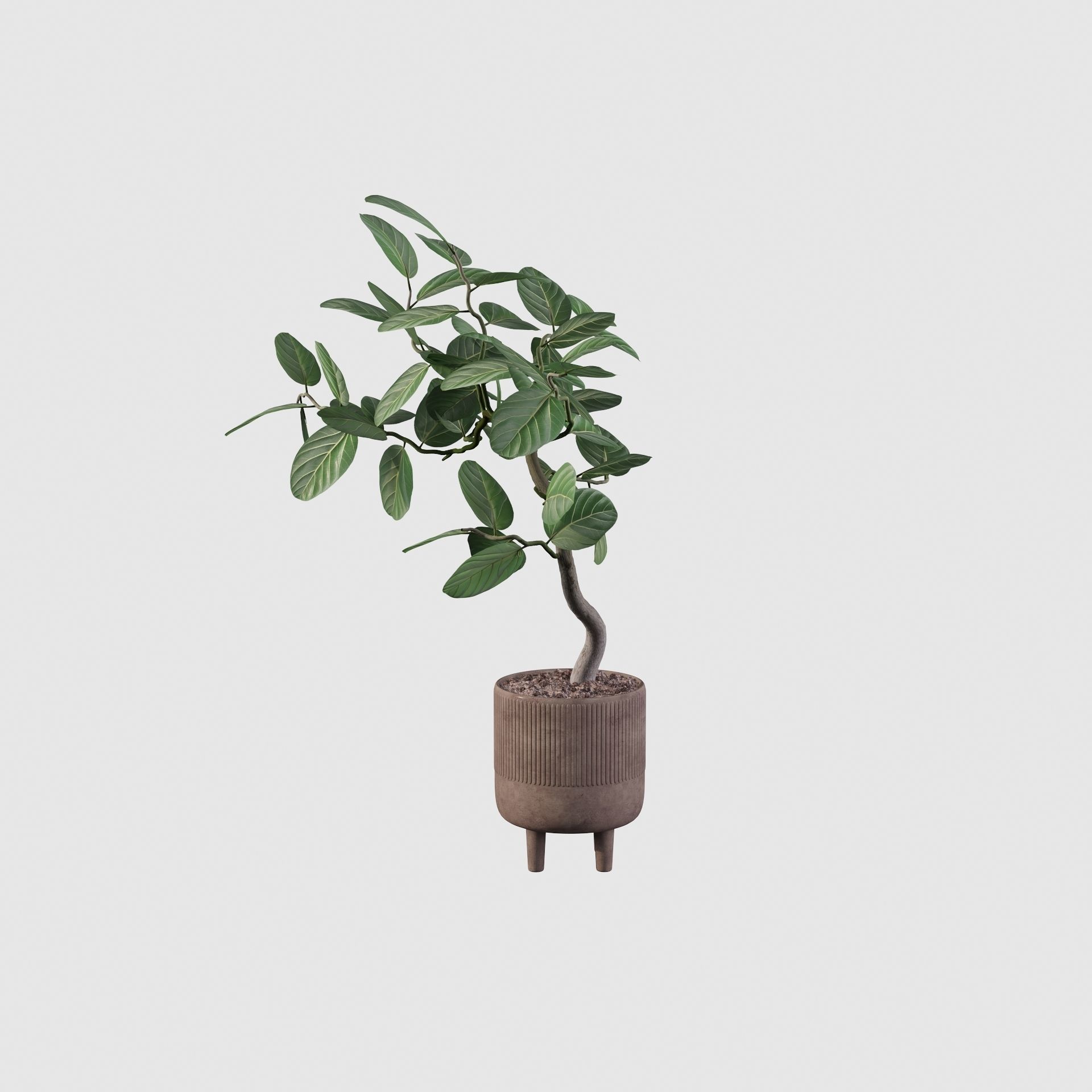 Ficus benghalensis 3D model_7