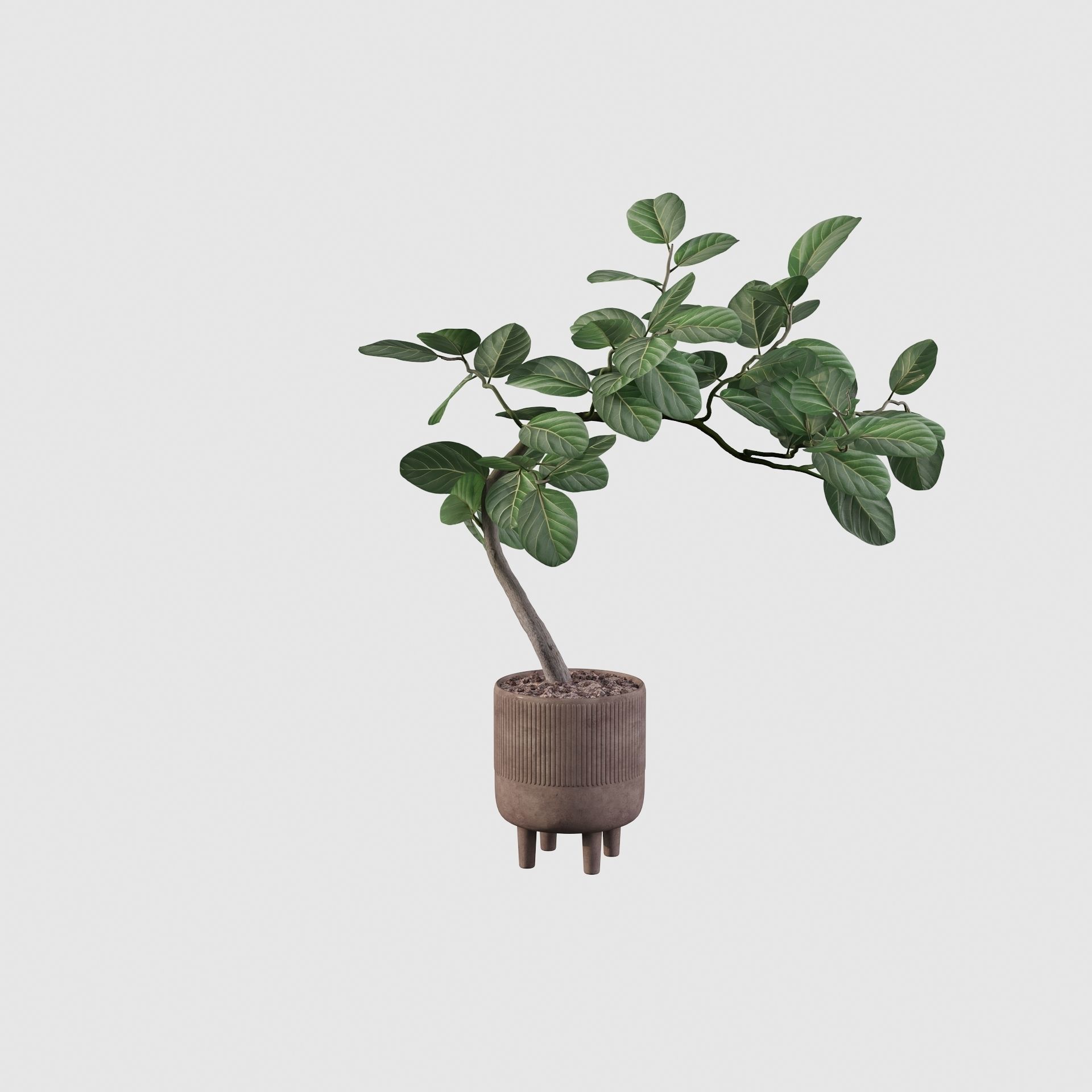 Ficus benghalensis 3D model_25