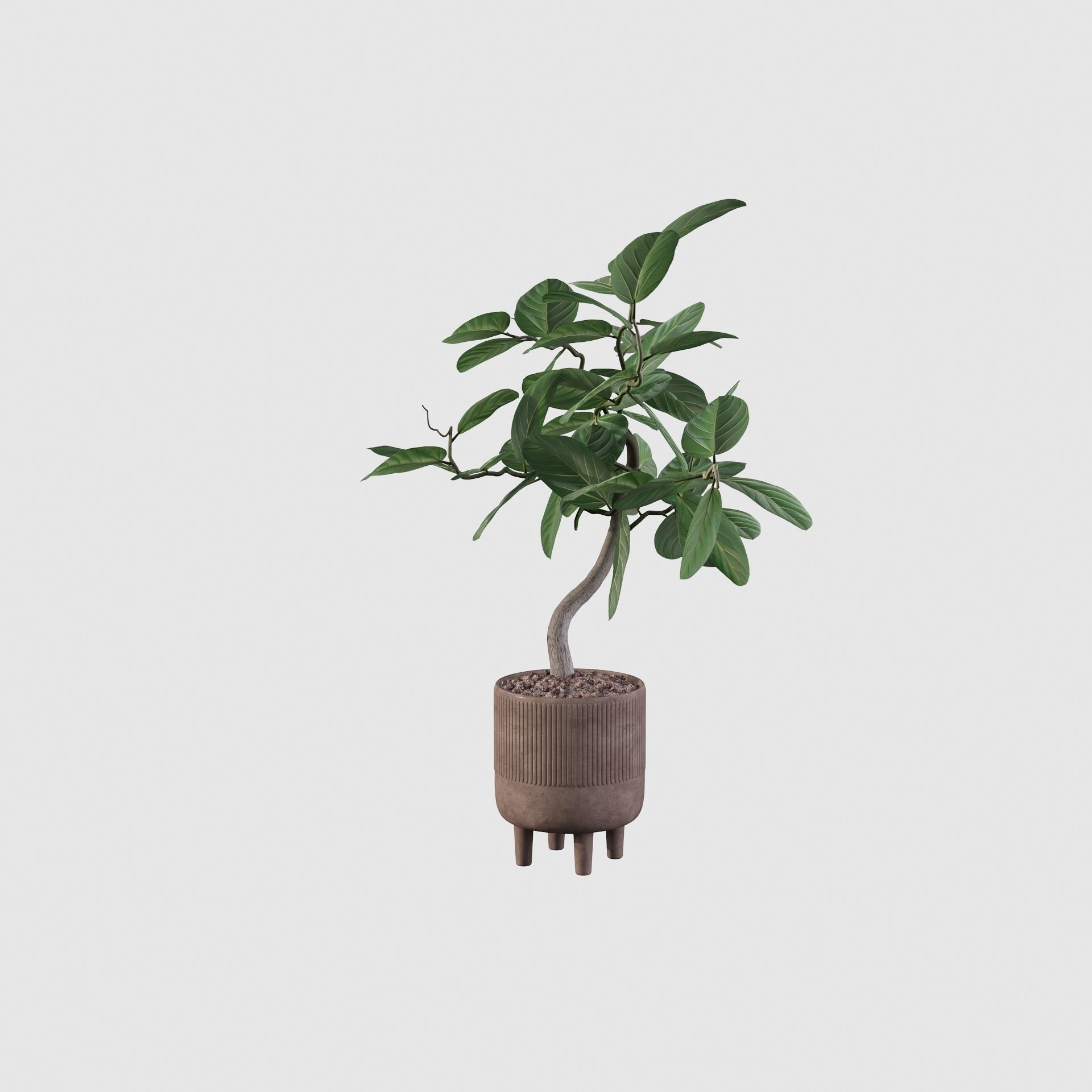 Ficus benghalensis 3D model_14