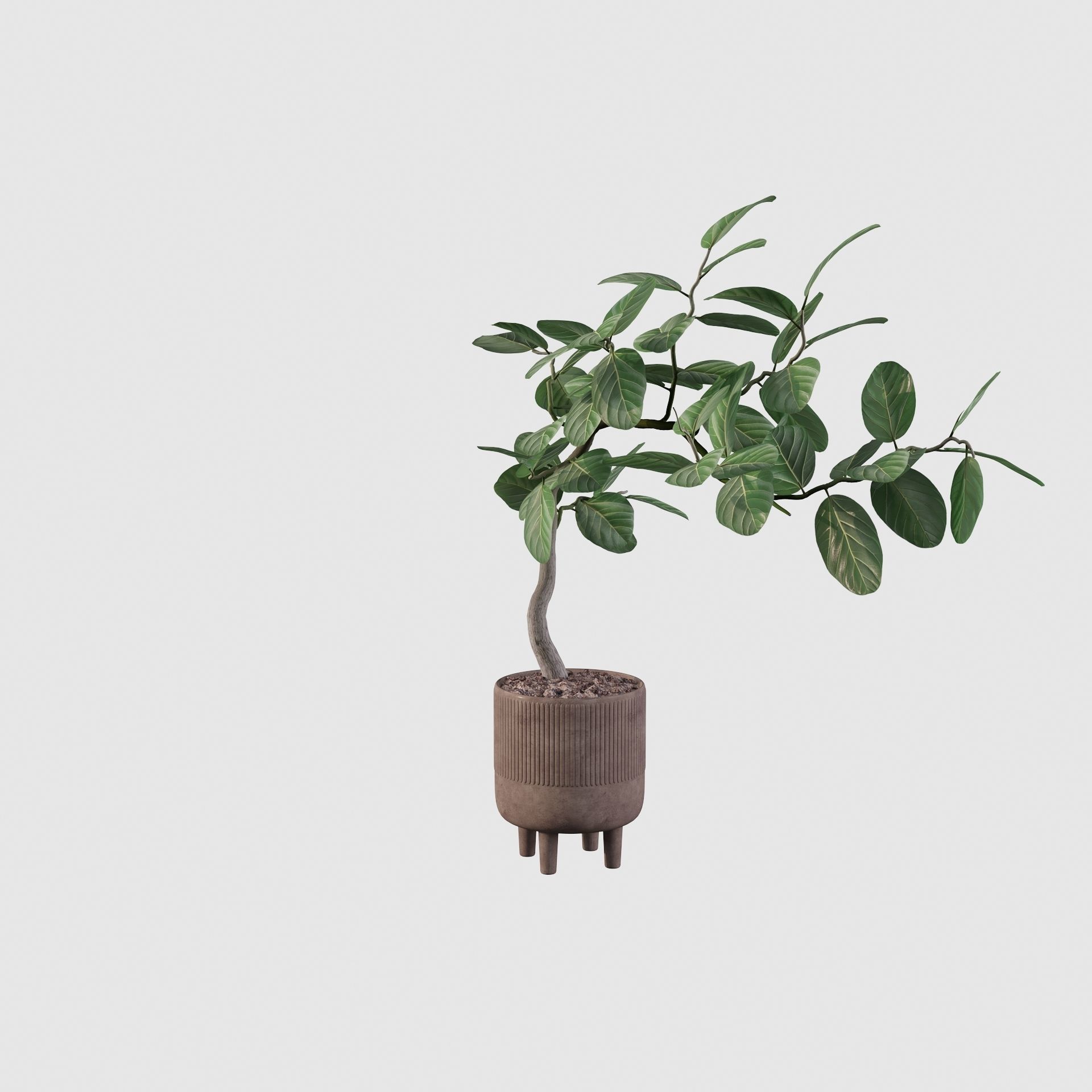 Ficus benghalensis 3D model_18