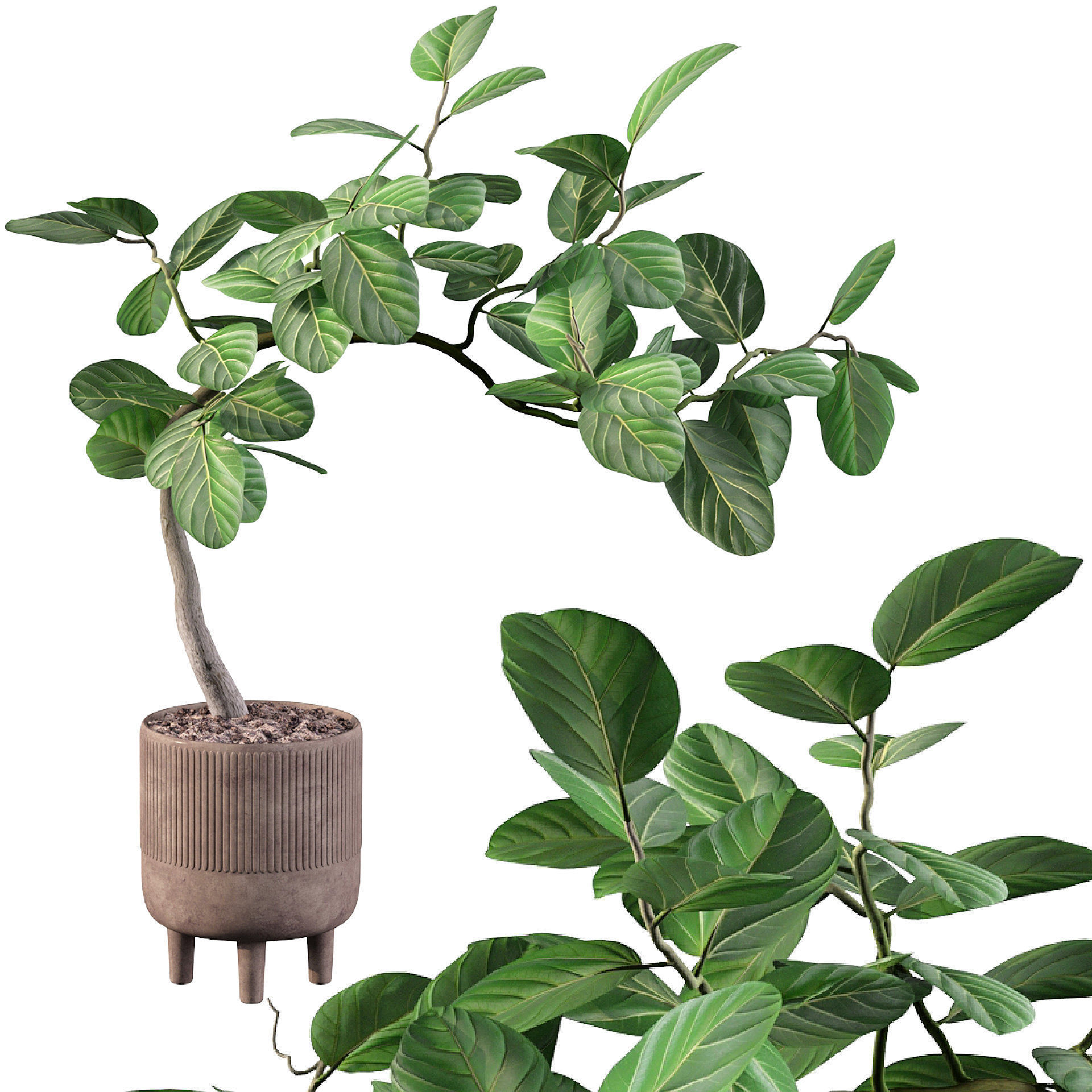 Ficus benghalensis 3D model_3