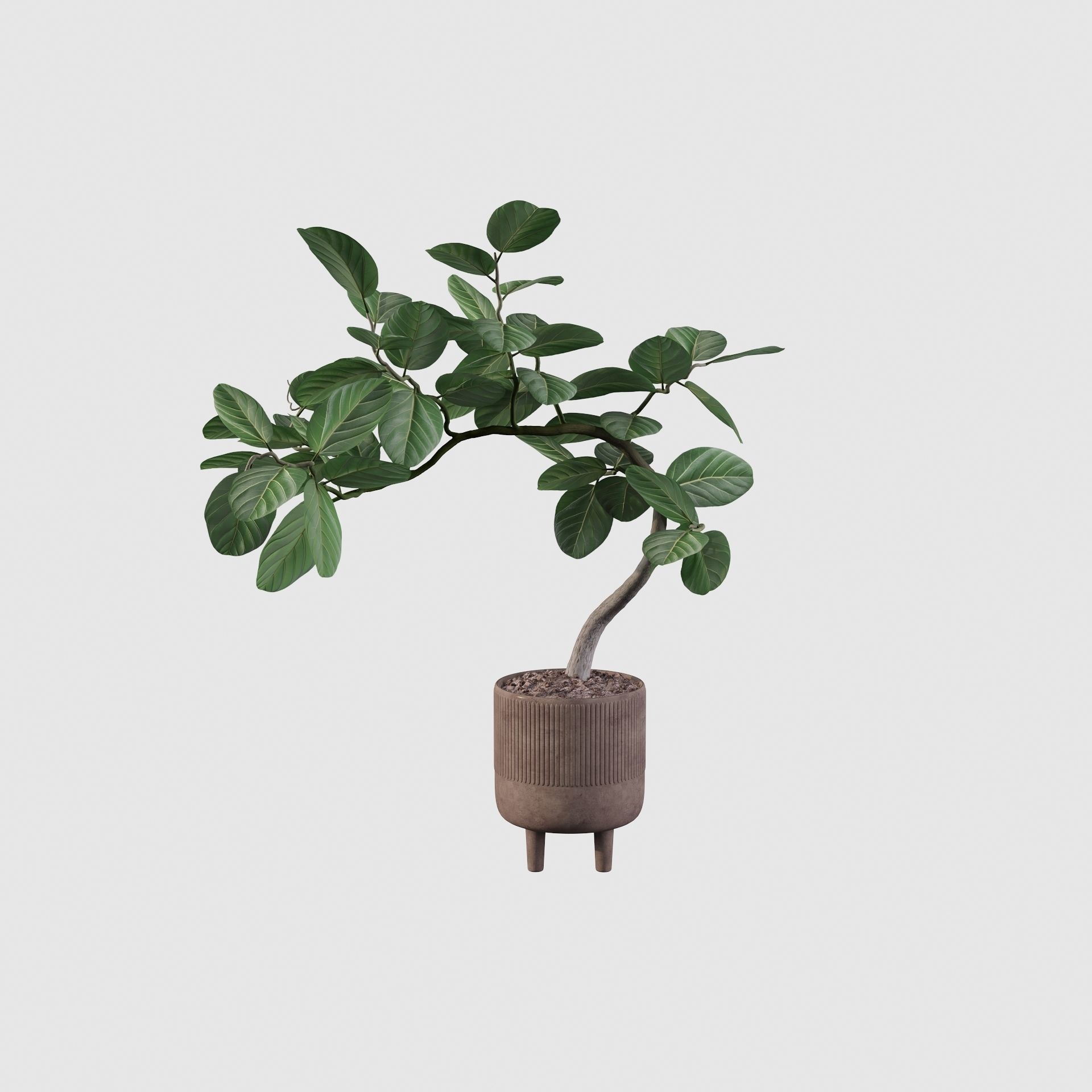 Ficus benghalensis 3D model_11