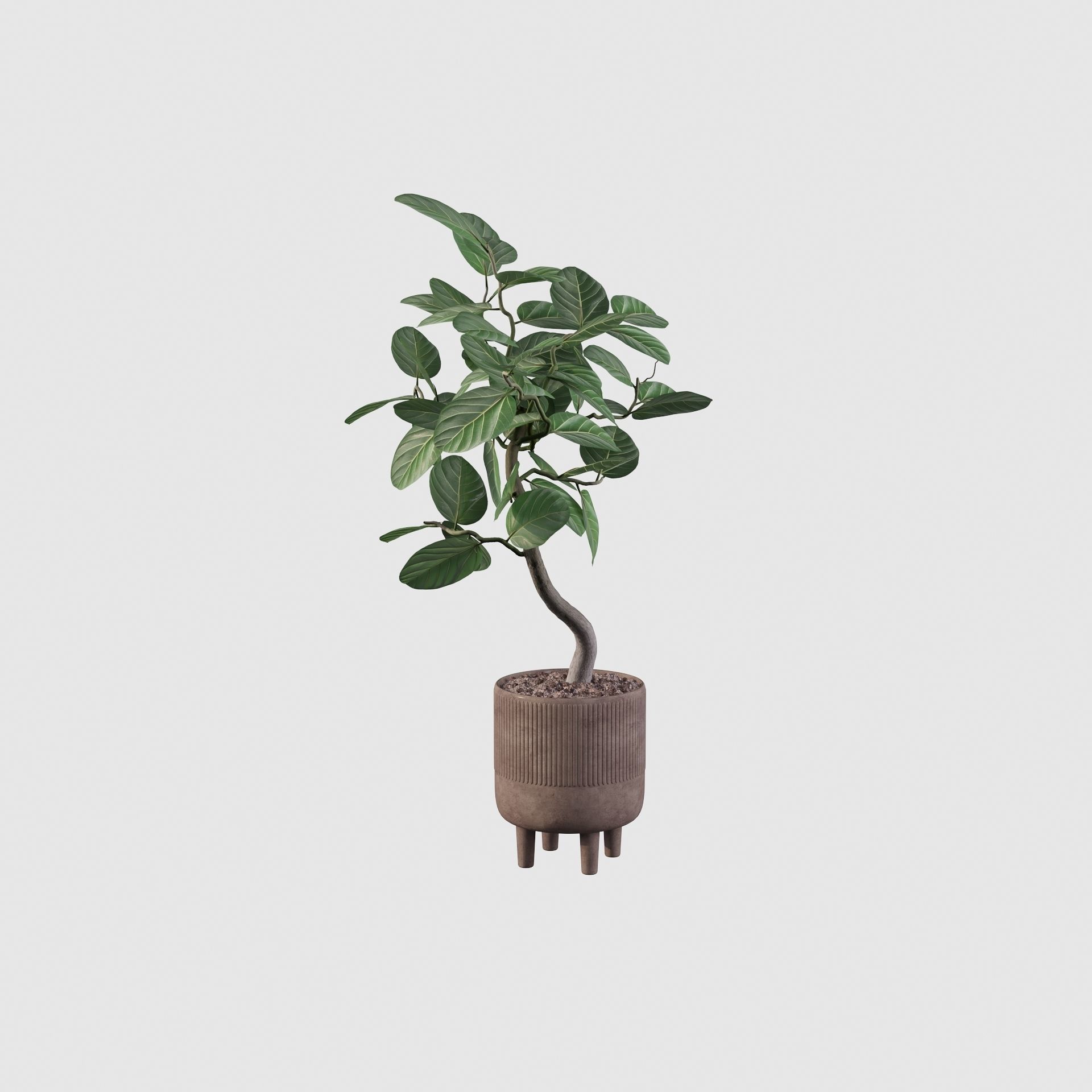 Ficus benghalensis 3D model_6
