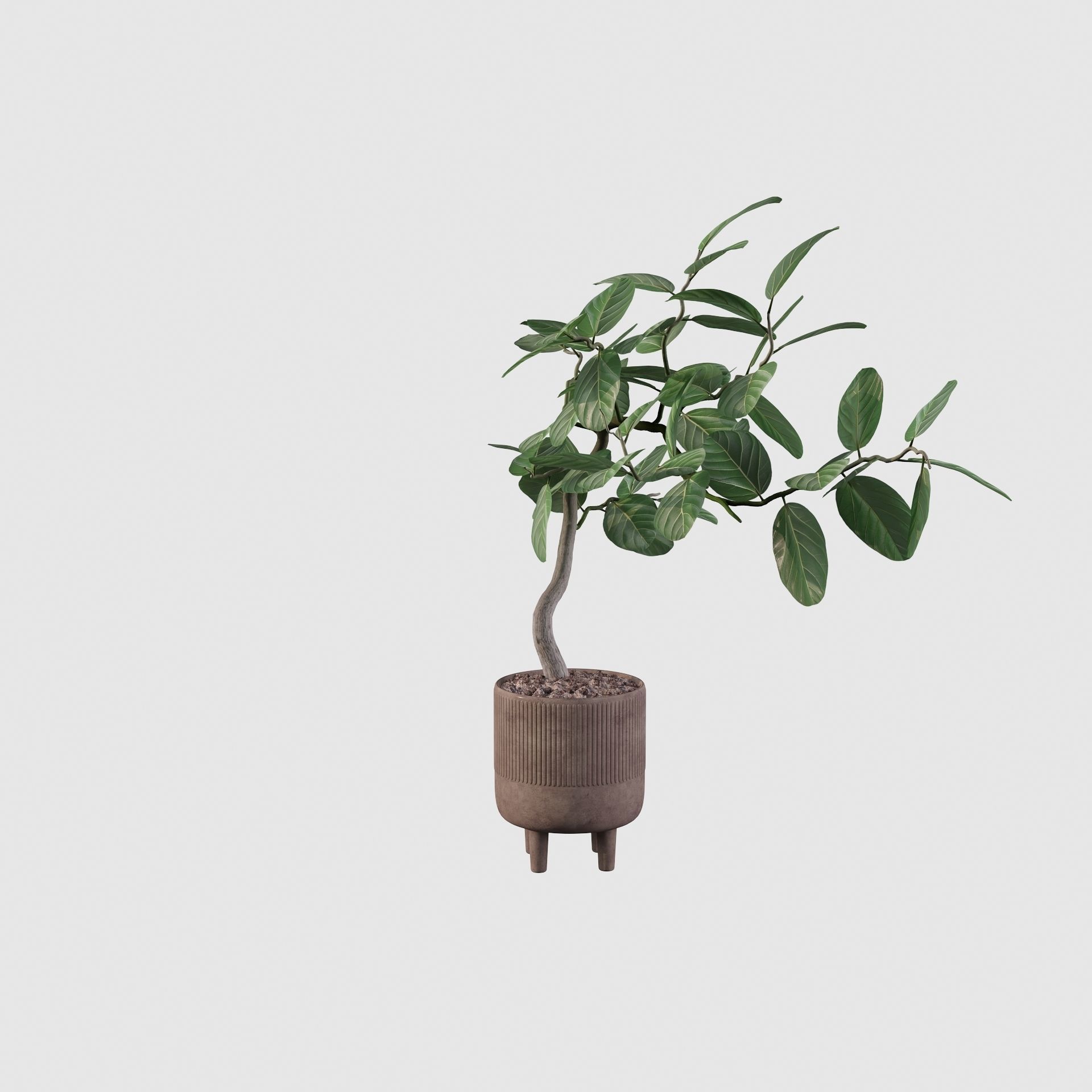 Ficus benghalensis 3D model_17