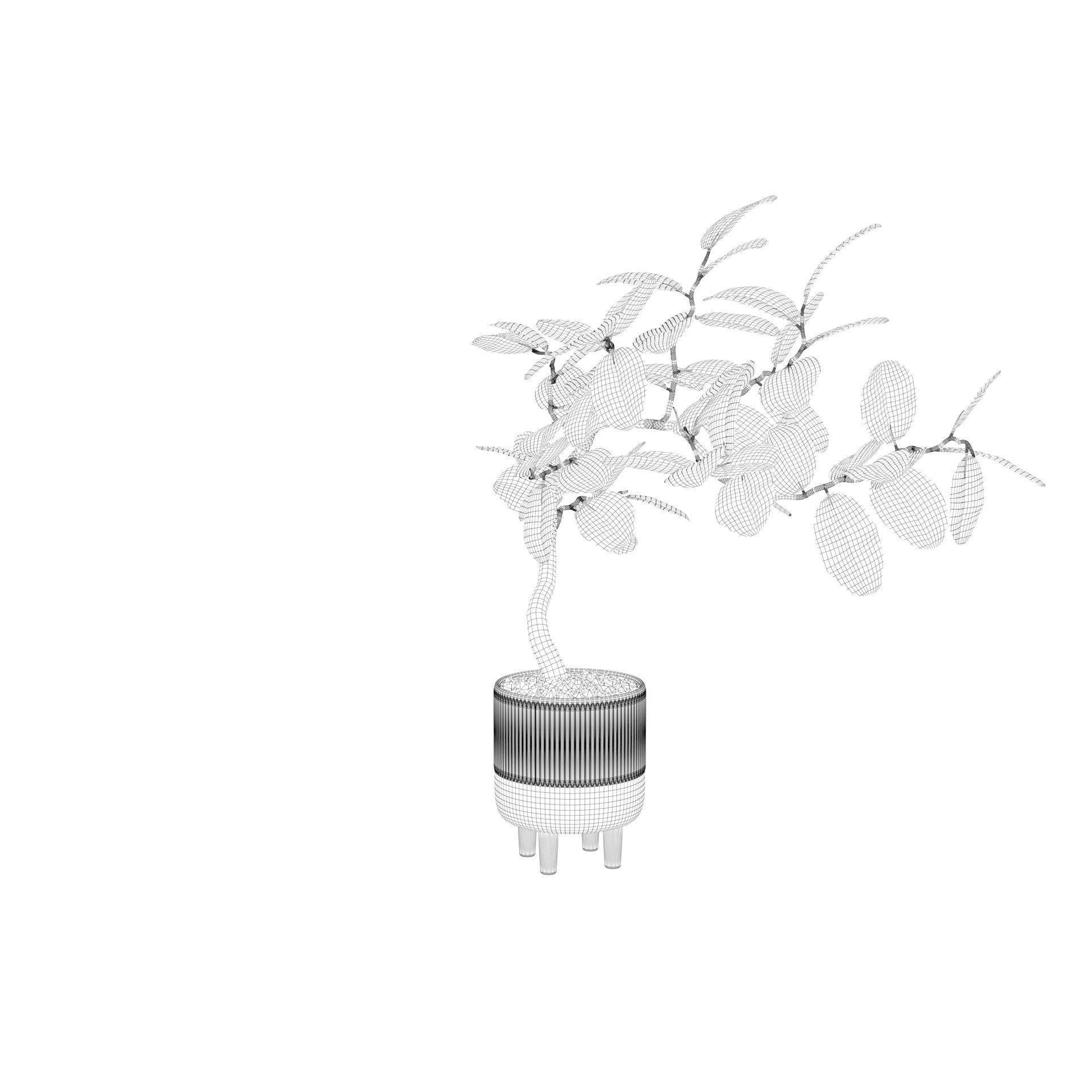 Ficus benghalensis 3D model_42