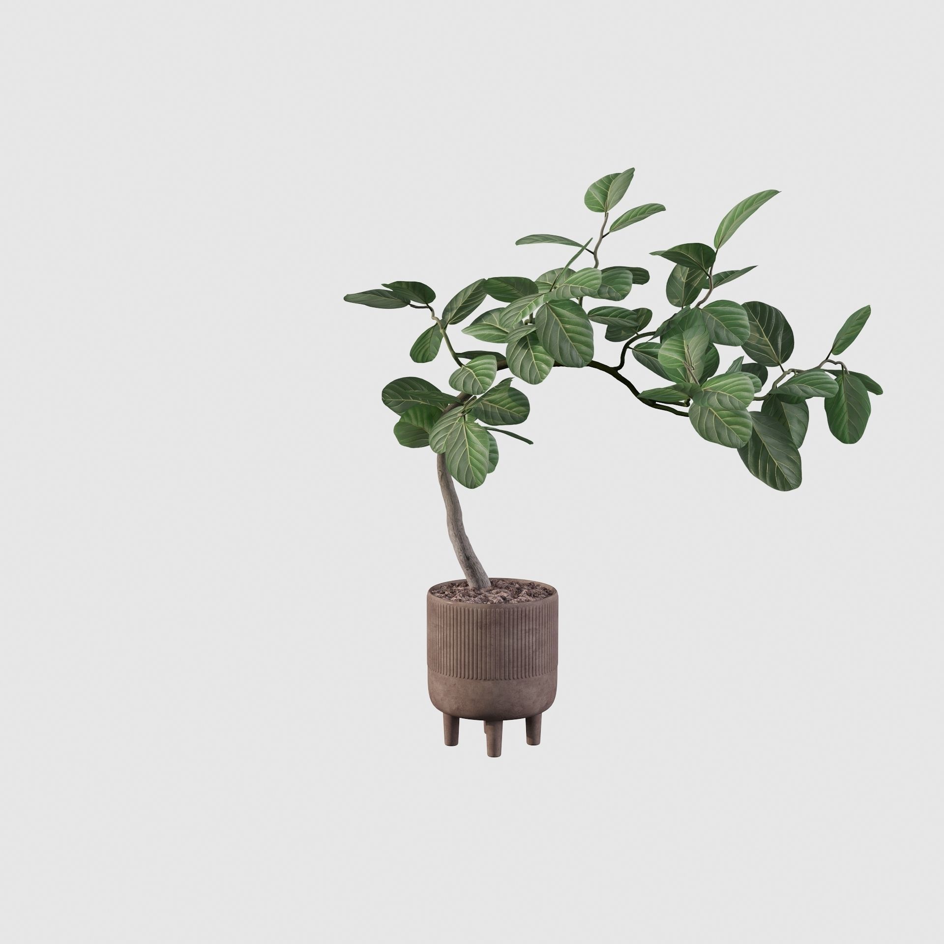 Ficus benghalensis 3D model_22