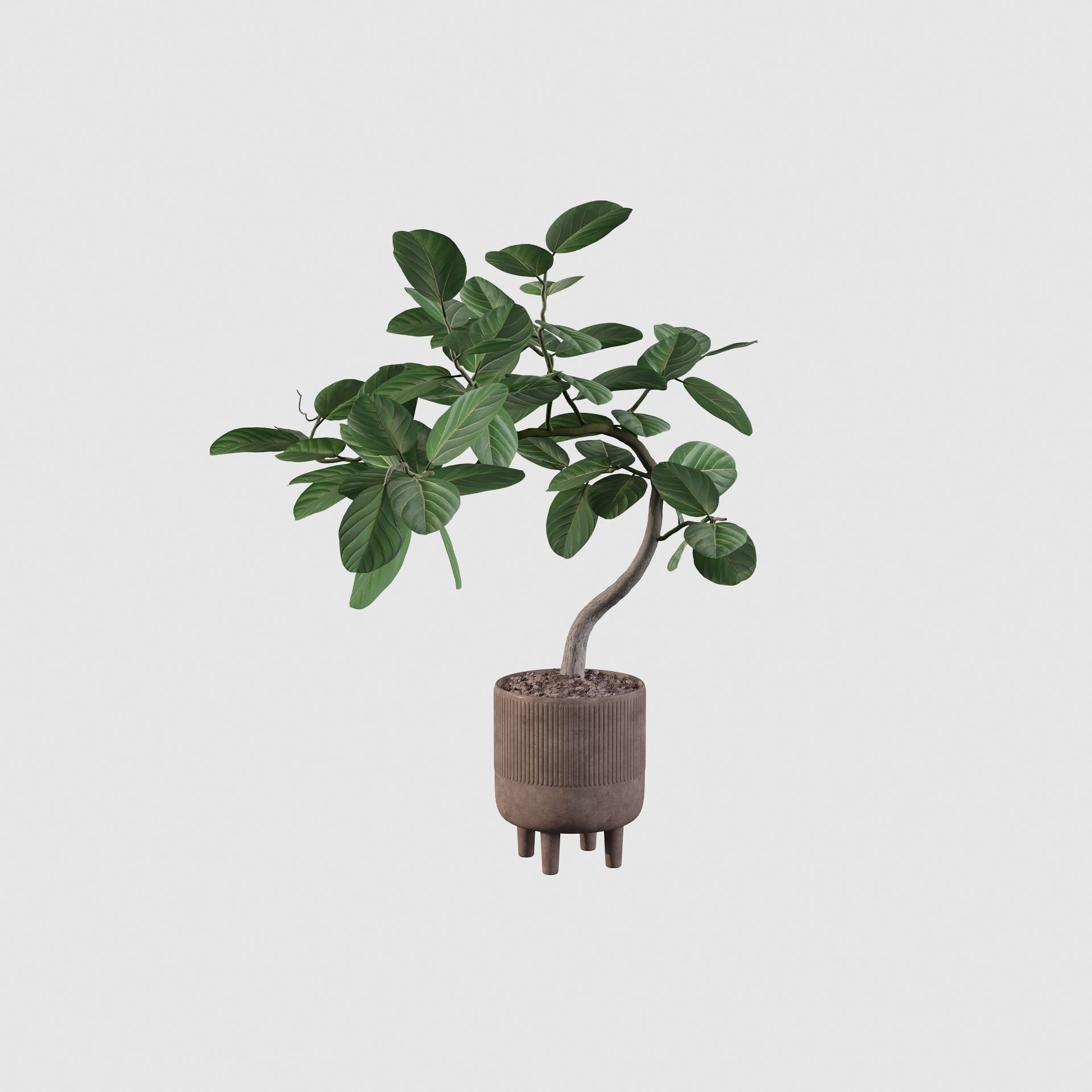 Ficus benghalensis 3D model_12