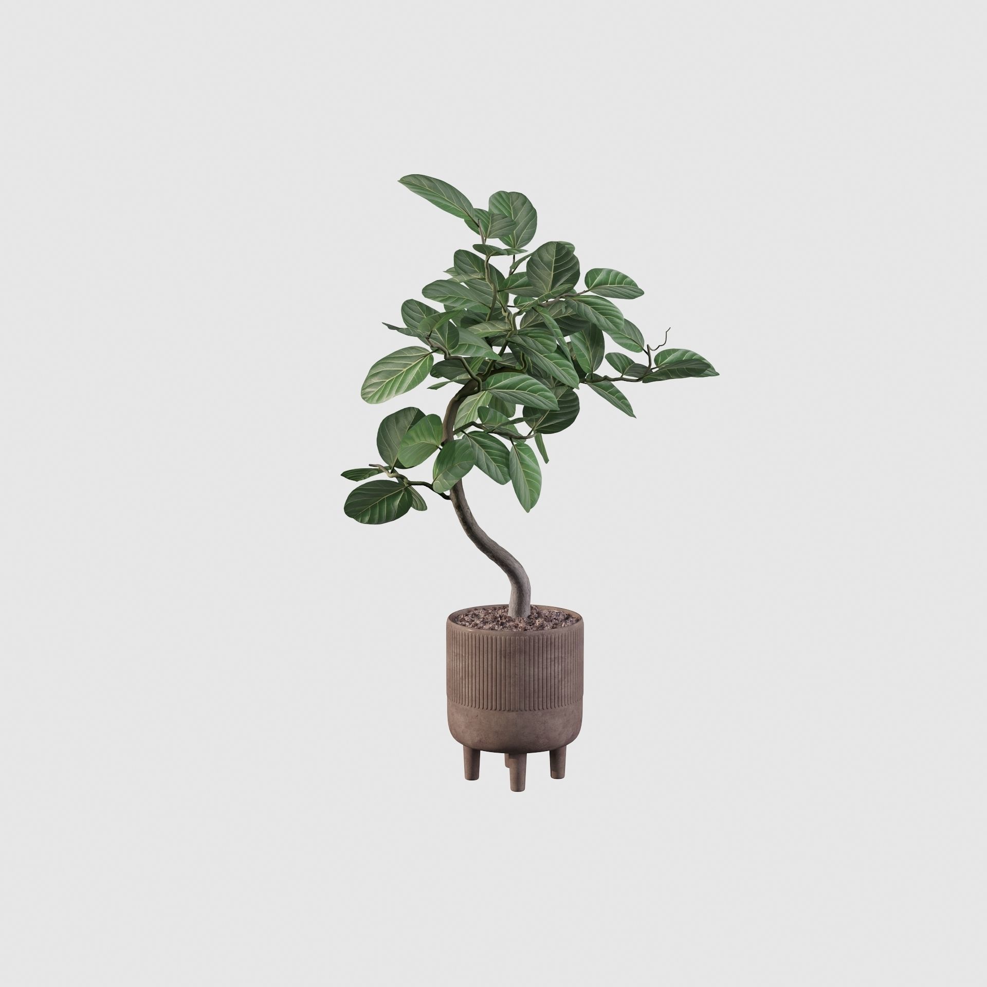 Ficus benghalensis 3D model_5