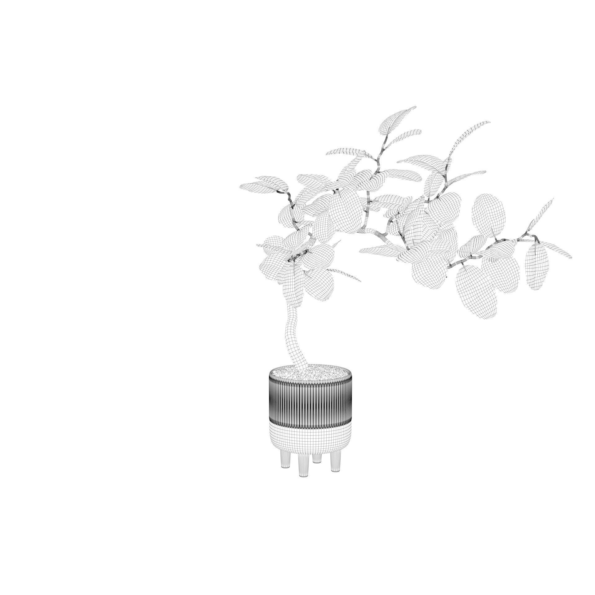 Ficus benghalensis 3D model_43