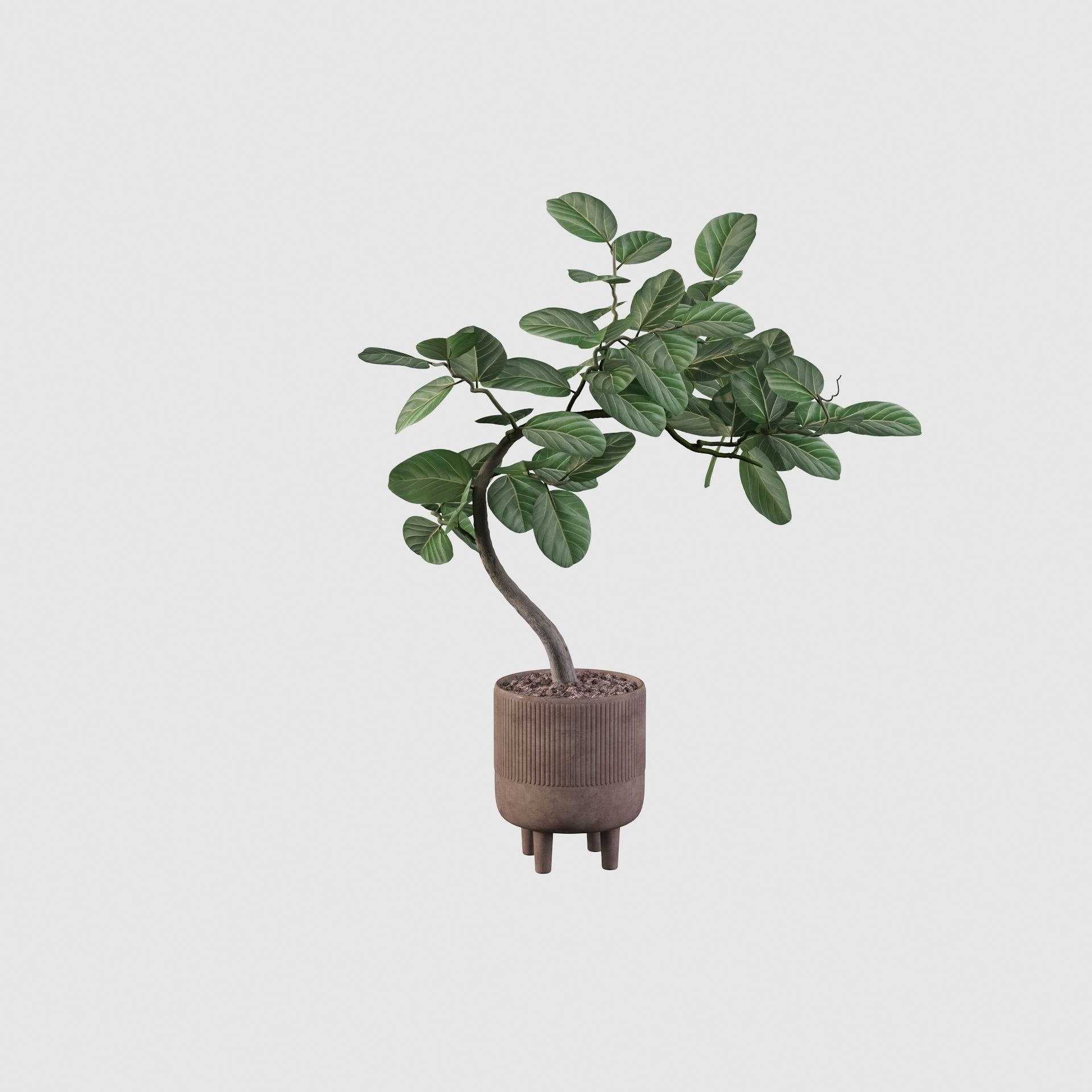 Ficus benghalensis 3D model_27