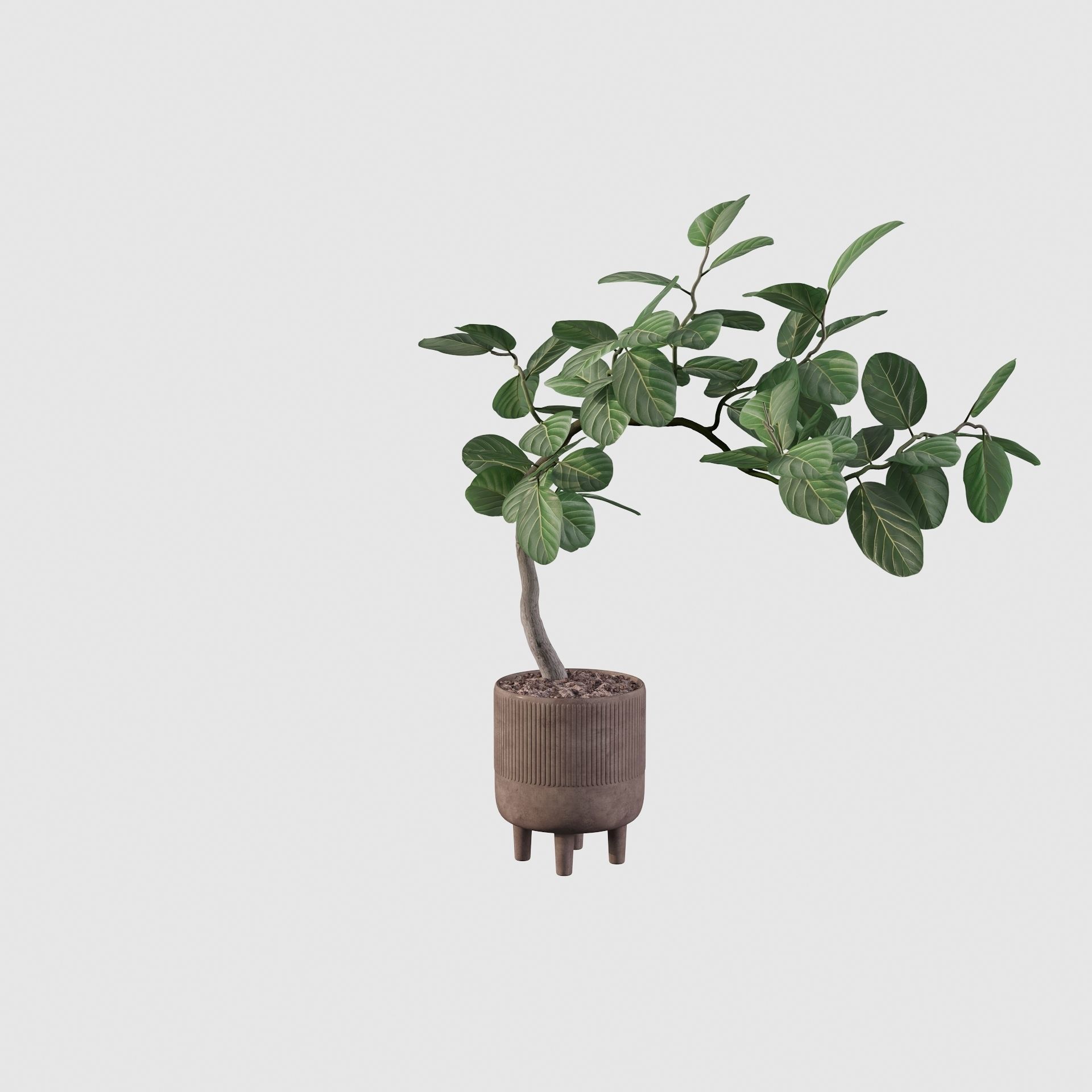 Ficus benghalensis 3D model_20