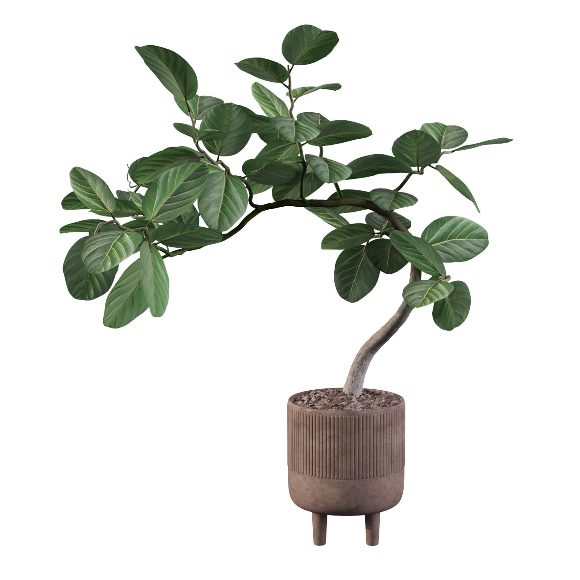 Ficus benghalensis 3D model_1