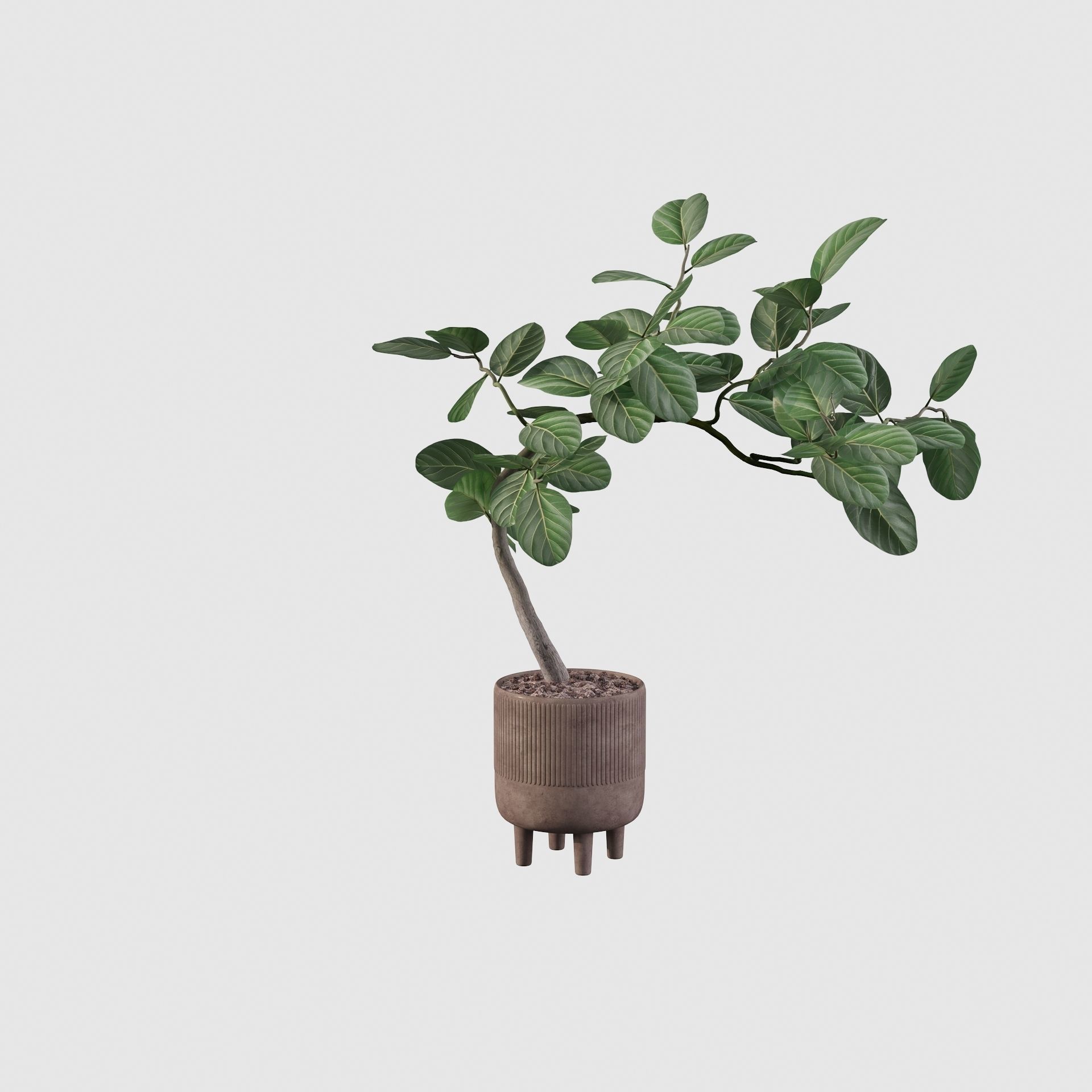 Ficus benghalensis 3D model_24