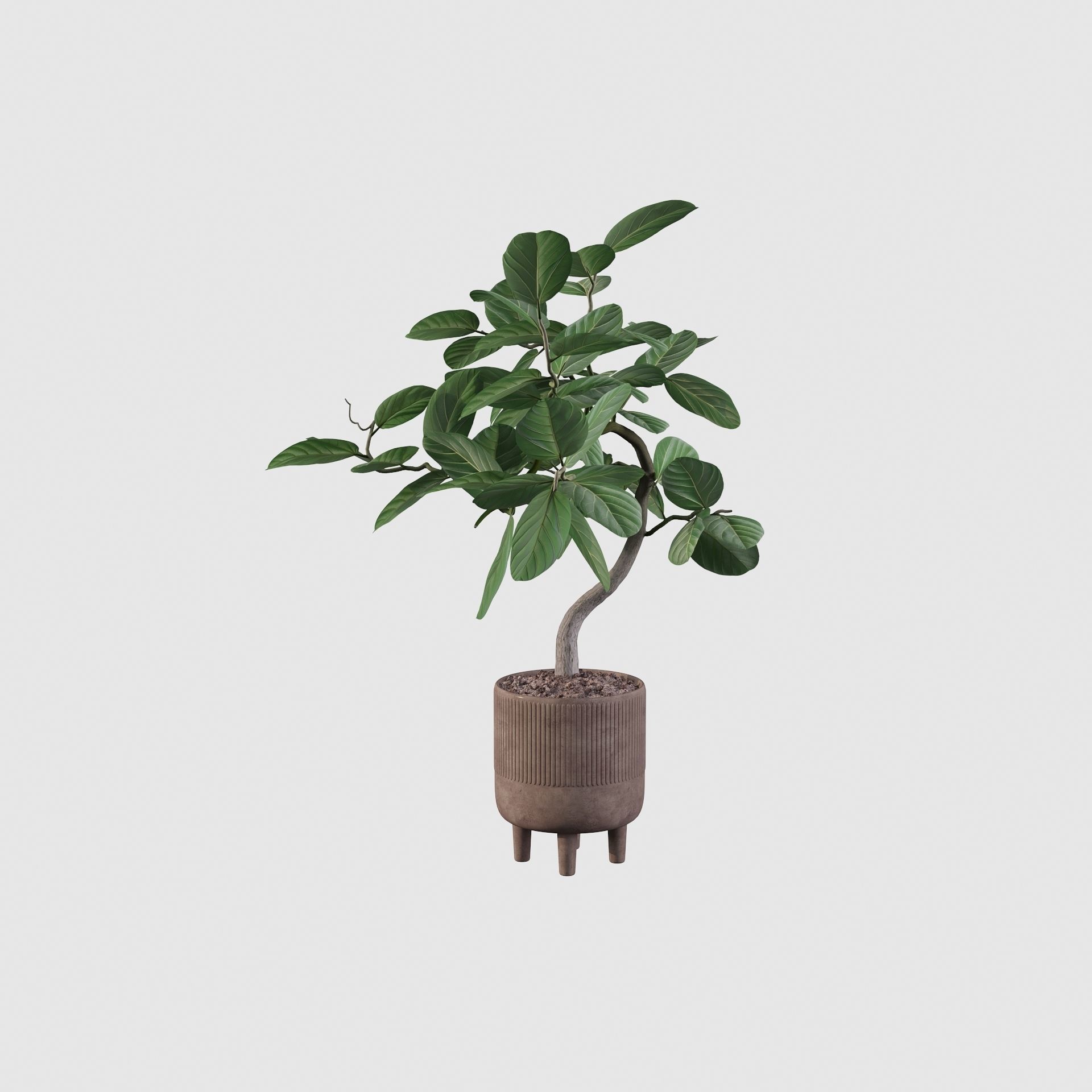 Ficus benghalensis 3D model_13