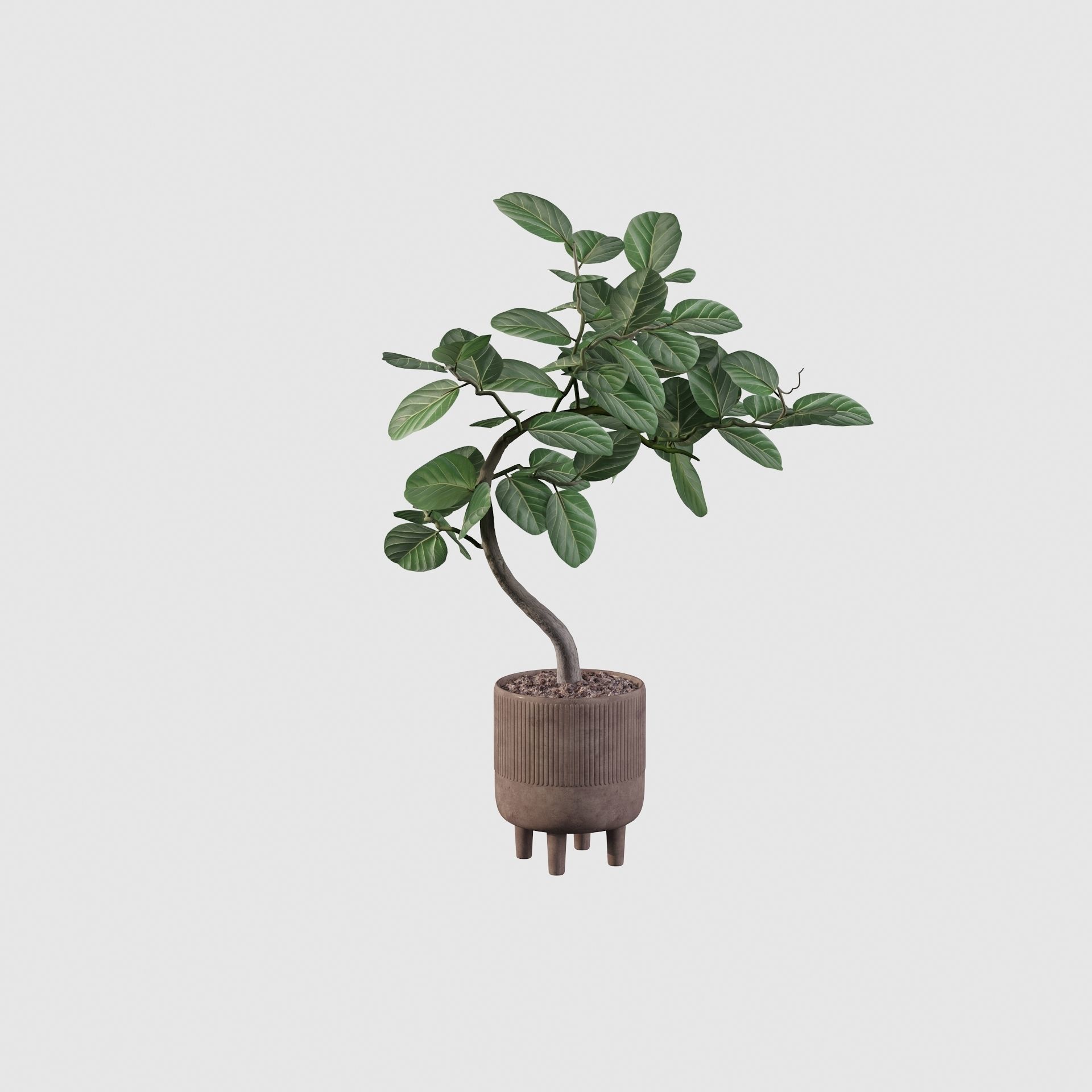 Ficus benghalensis 3D model_28
