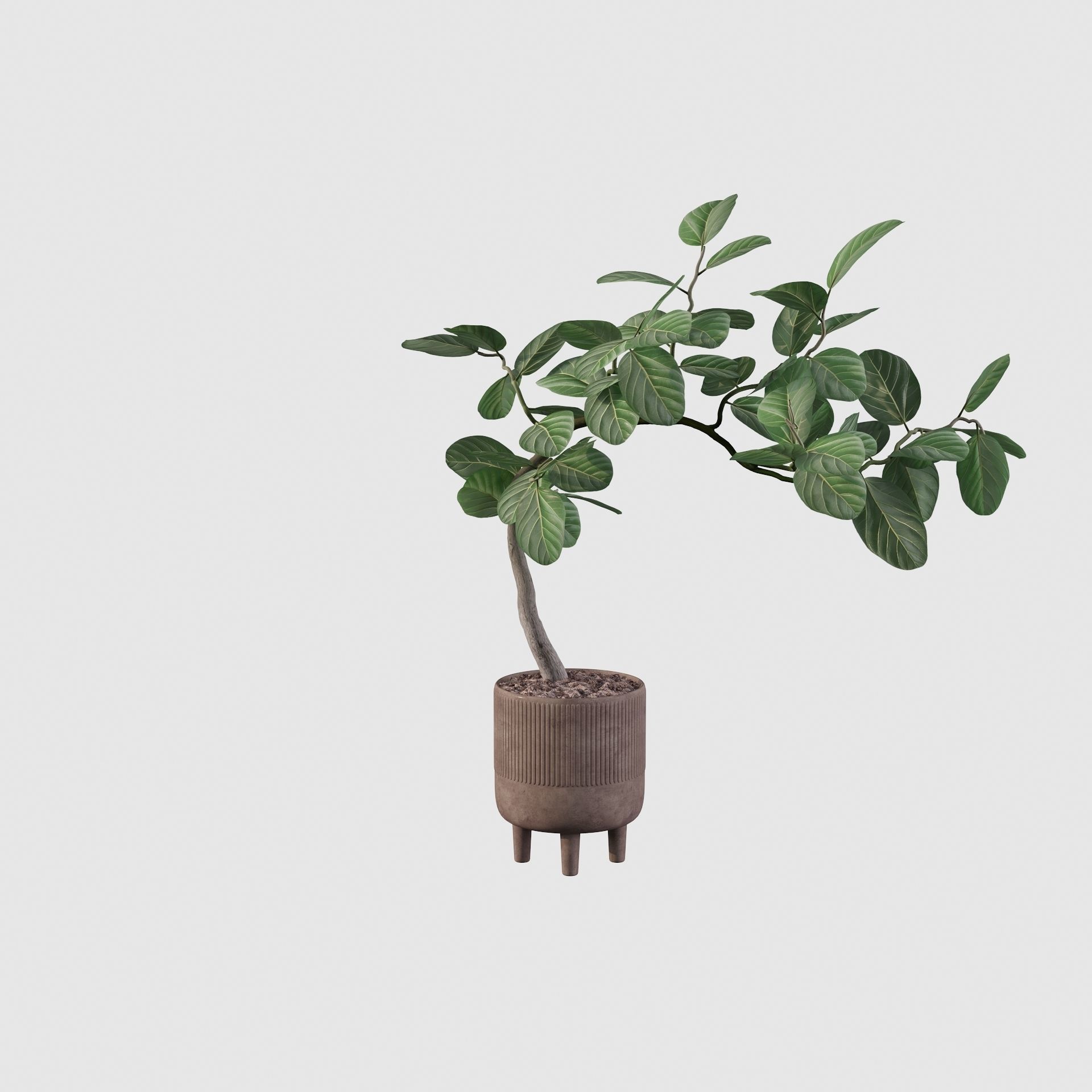 Ficus benghalensis 3D model_4