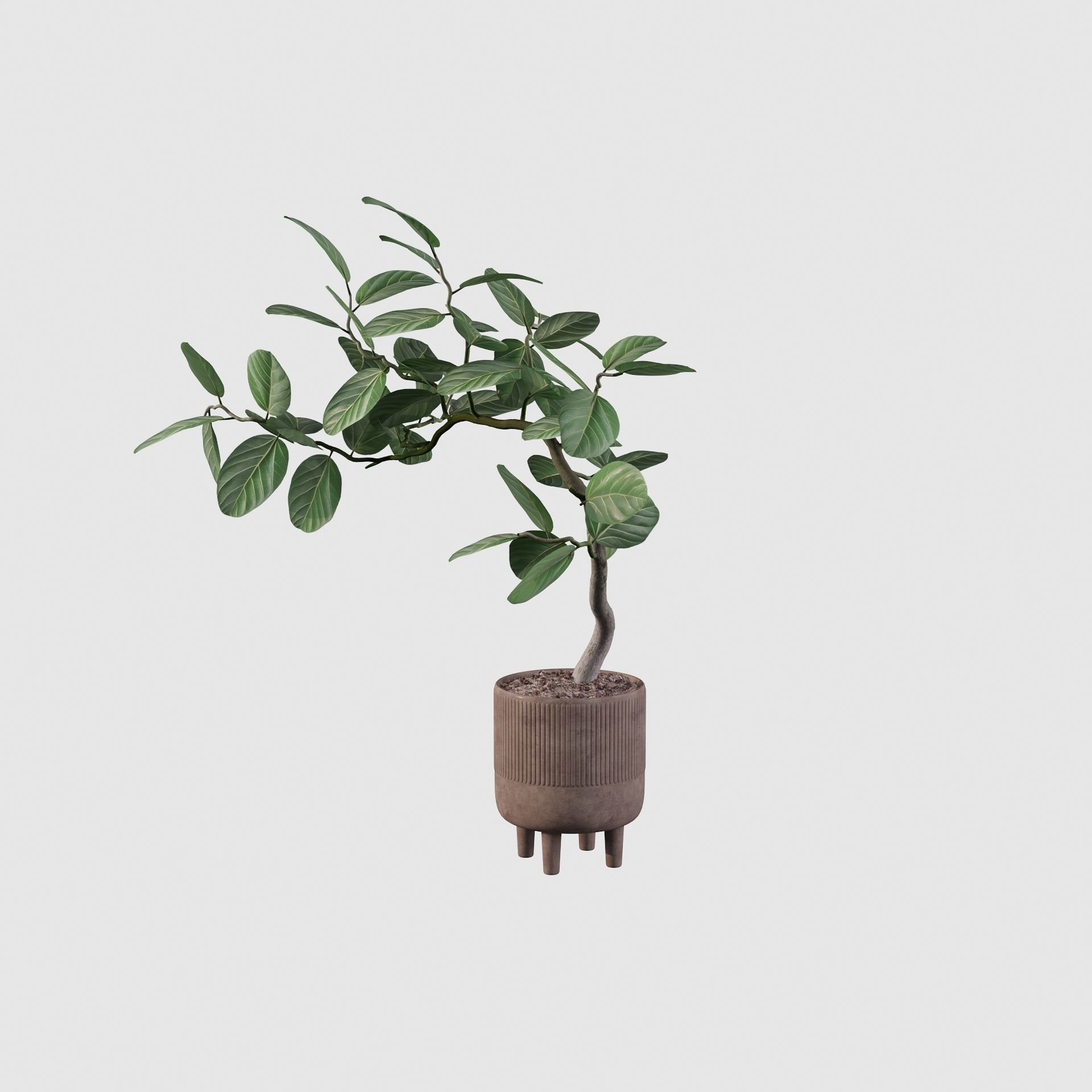 Ficus benghalensis 3D model_8
