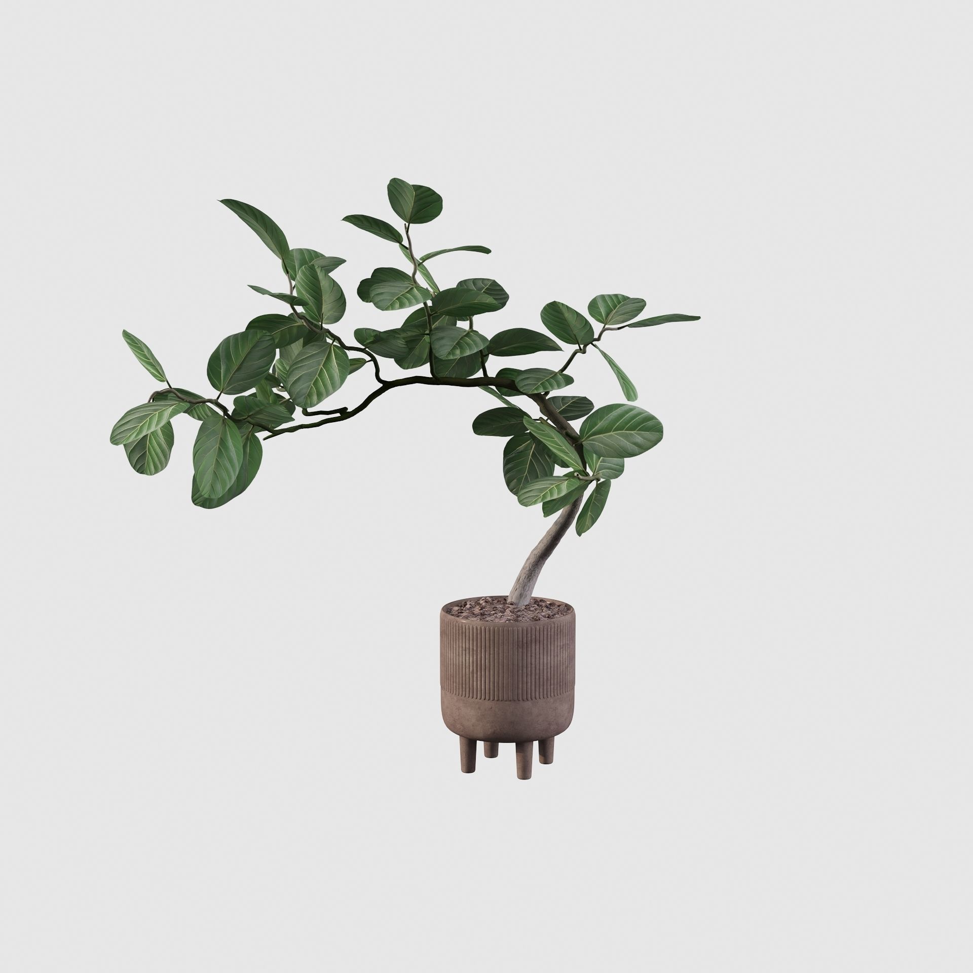 Ficus benghalensis 3D model_10