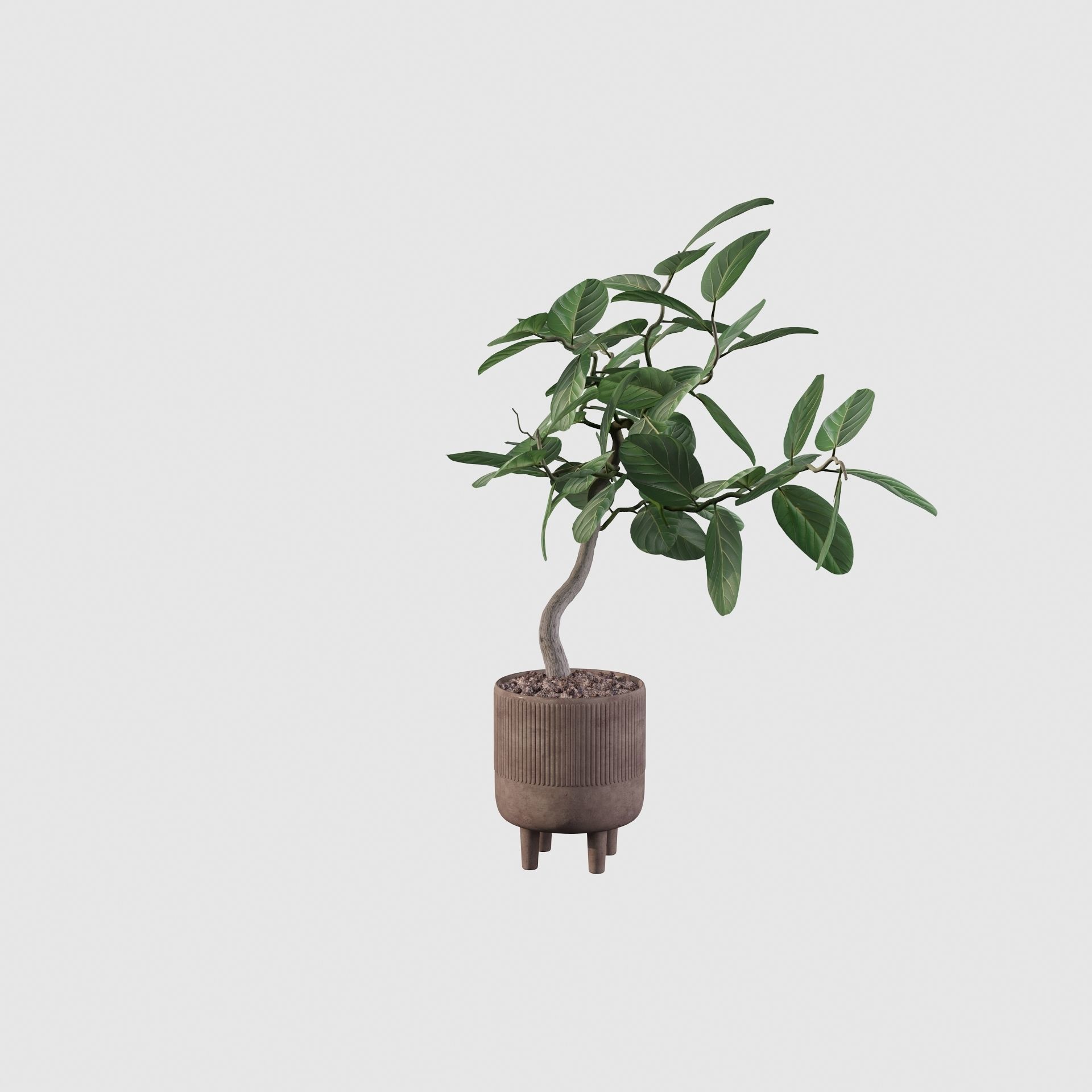 Ficus benghalensis 3D model_16