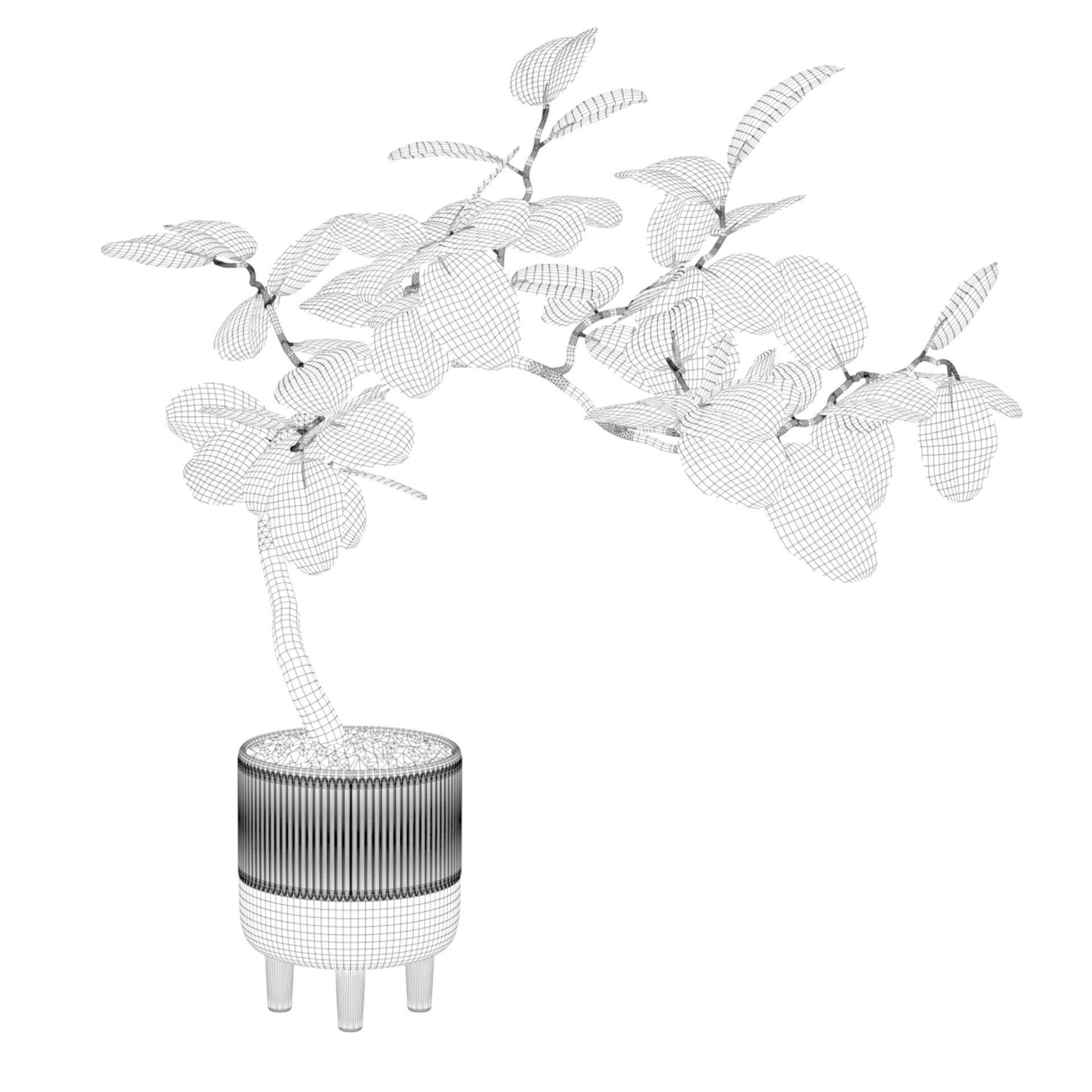 Ficus benghalensis 3D model_2